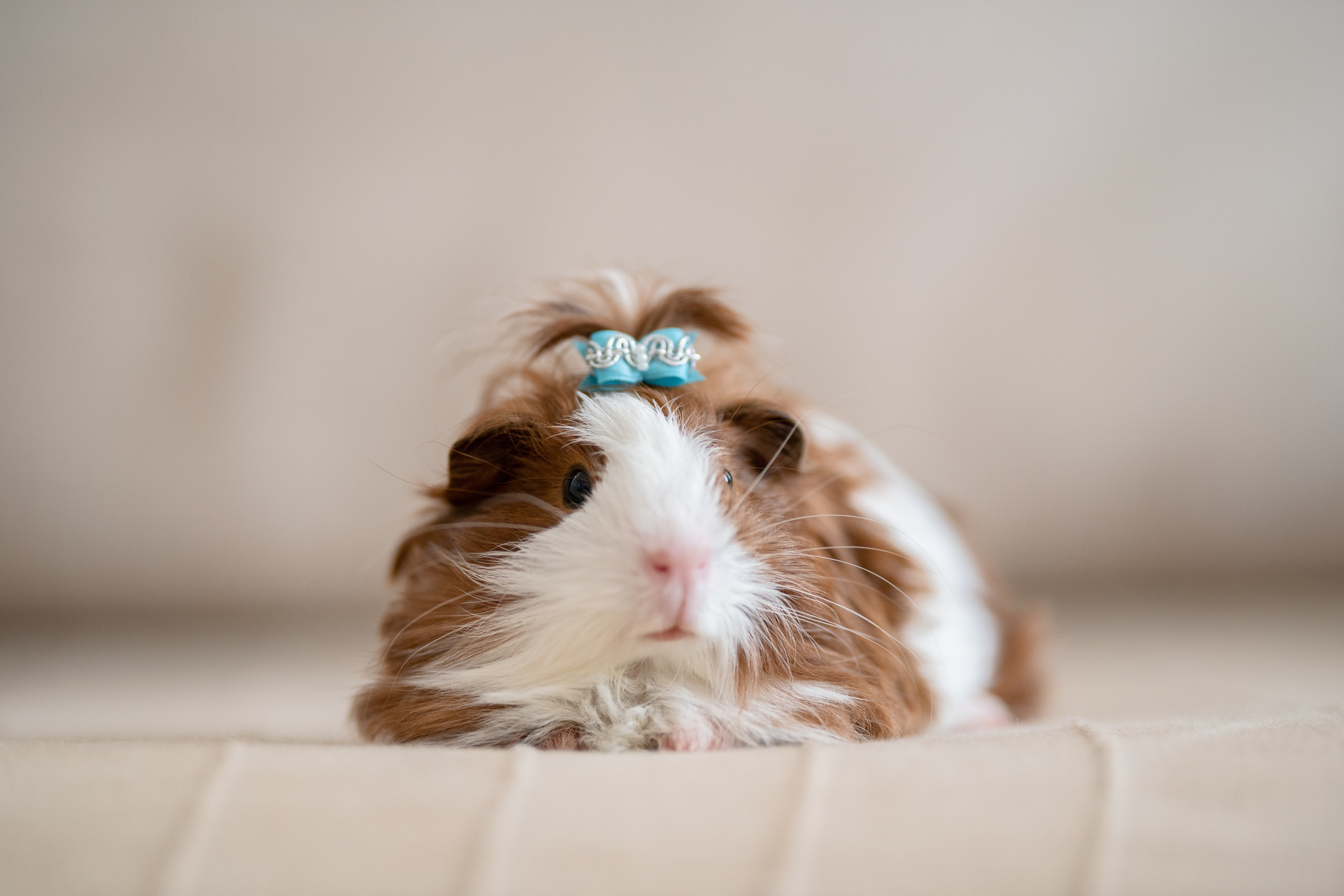 Sheltie Guinea Pig, Guinea Pigs Wallpaper, 3000x2000 HD Desktop