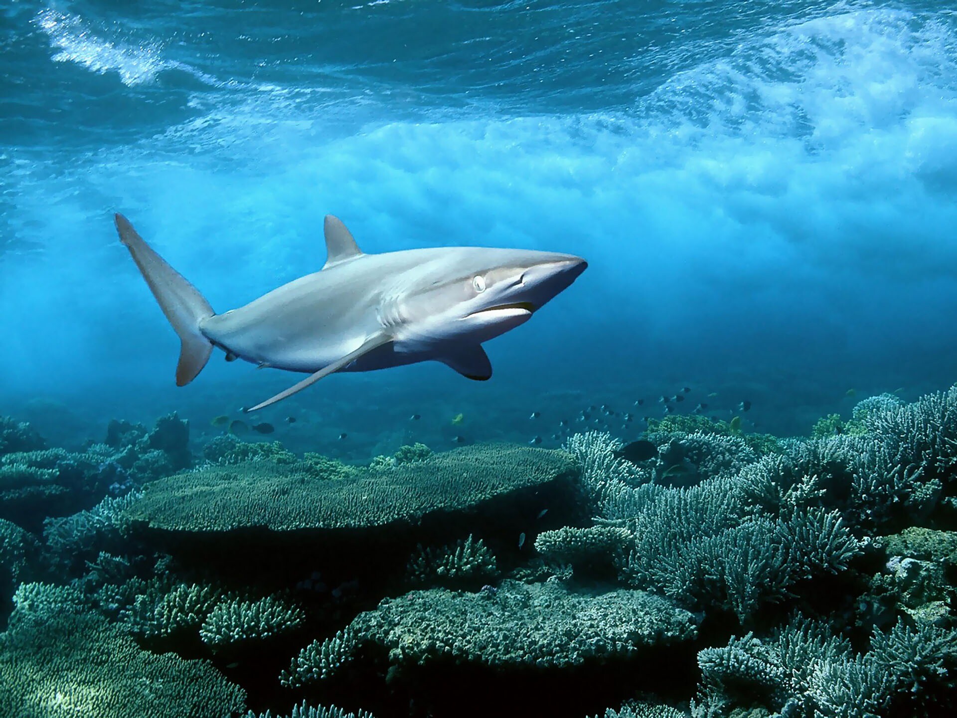 Shark, Aquatic predator, Oceanic beauty, Fierce appearance, 1920x1440 HD Desktop