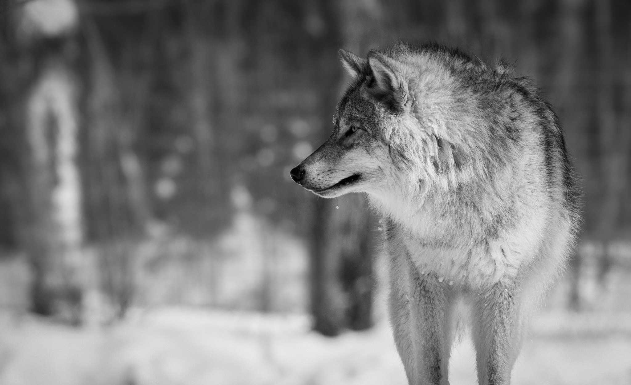 Gray Wolf, Desktop wolf wallpaper, 2050x1260 HD Desktop