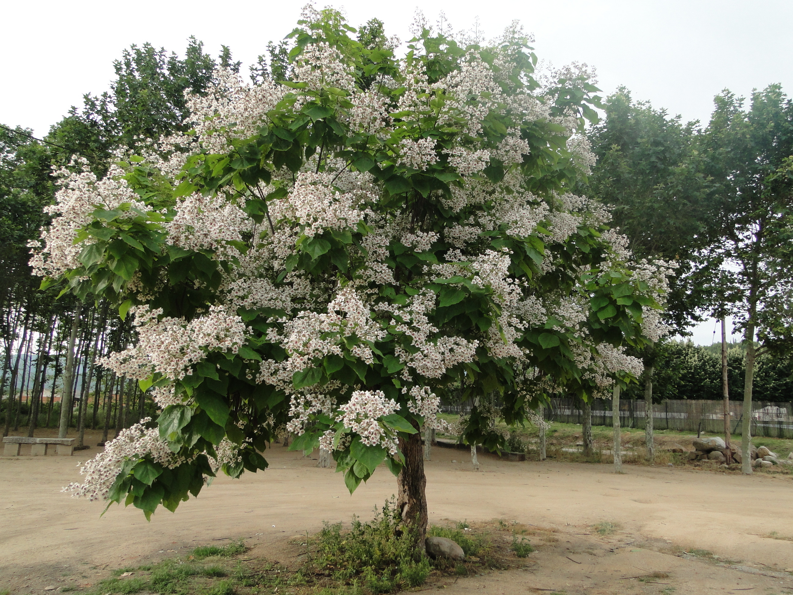 Catalpa bignonioides, Girona Catalonia, Trekearth, 2600x1950 HD Desktop