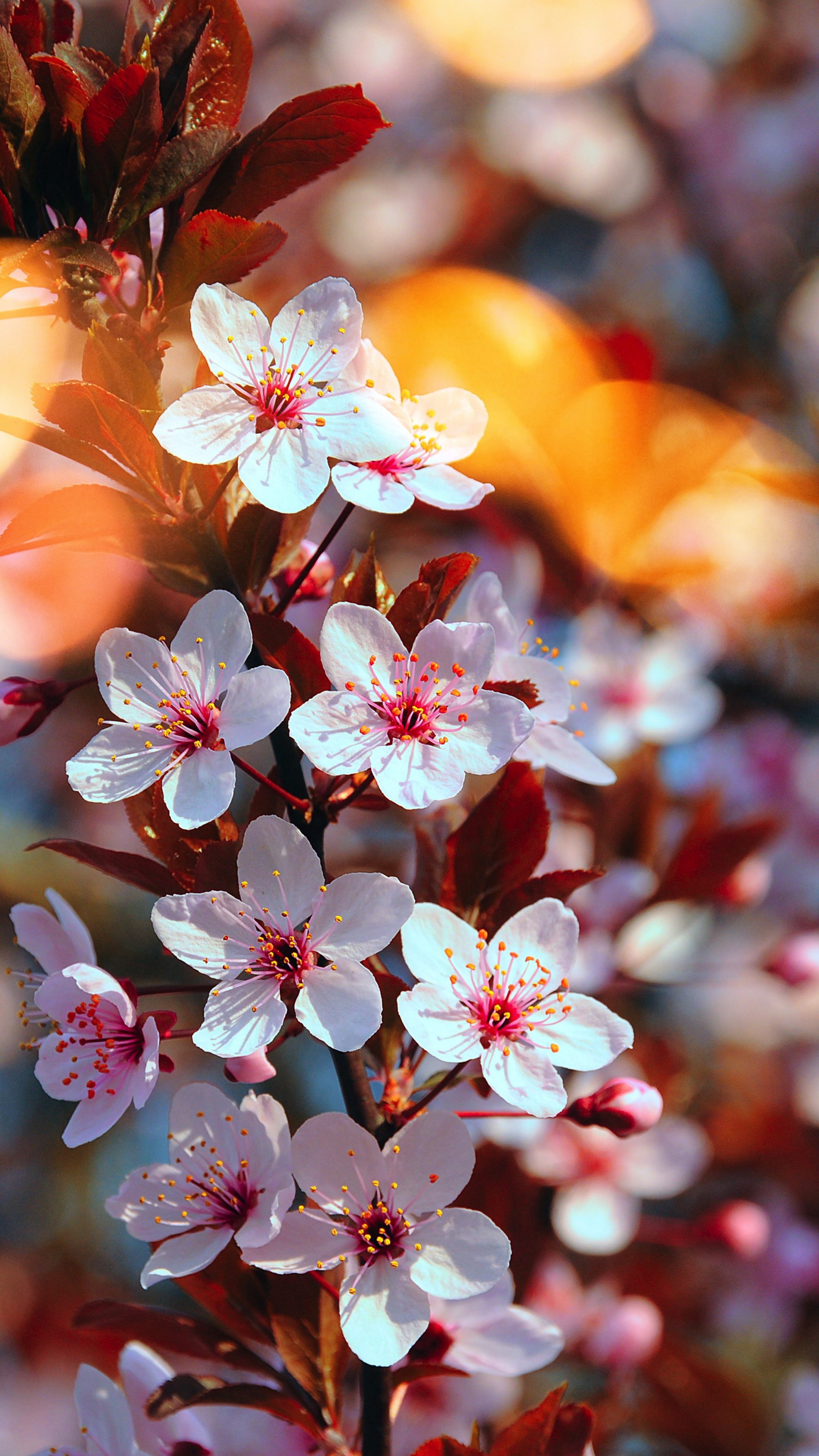 Cherry blossom, For Lock Screen Wallpaper, 2160x3840 4K Phone