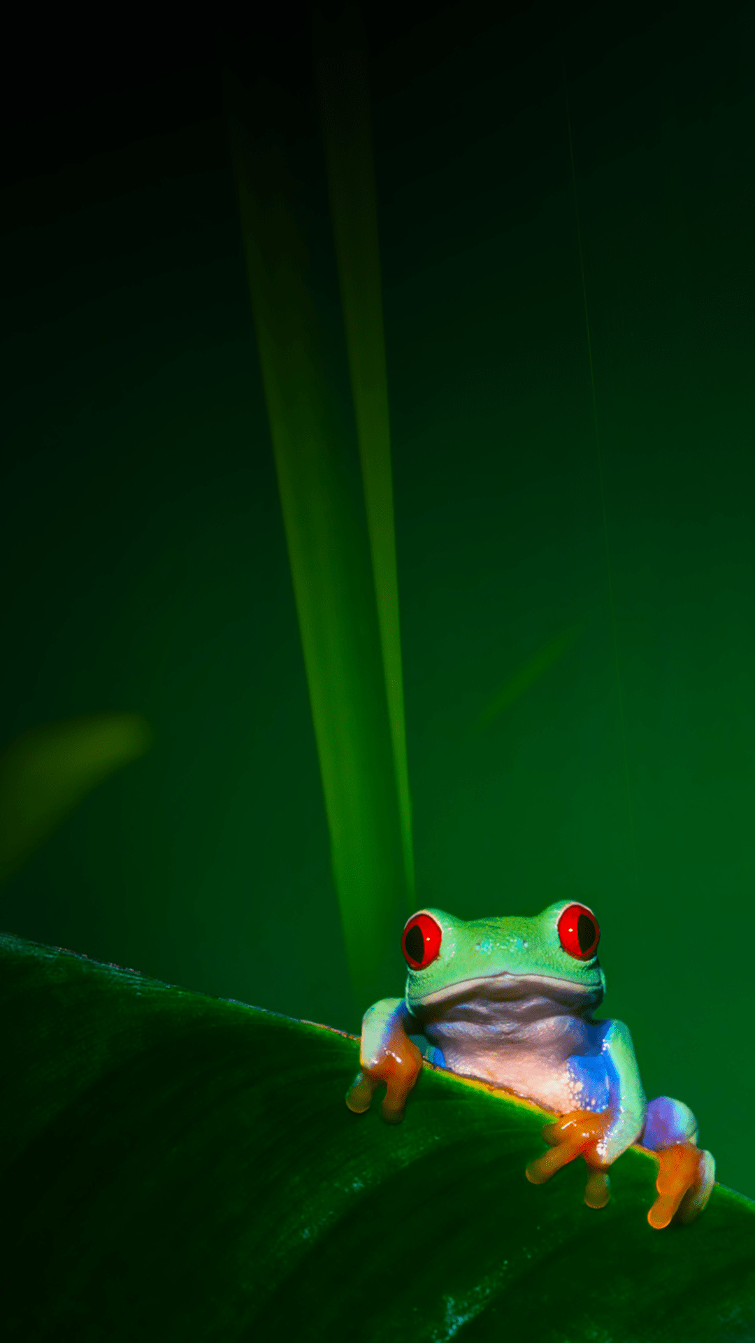 4K frog wallpaper, Crisp clarity, Detailed textures, Visual delight, 1080x1920 Full HD Phone