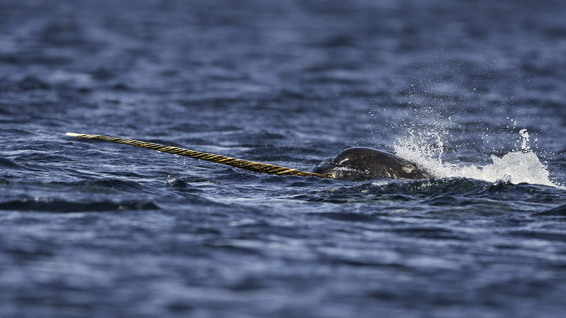 Narwhal, Whale watching holidays, Natural World Safaris, 1920x1080 Full HD Desktop