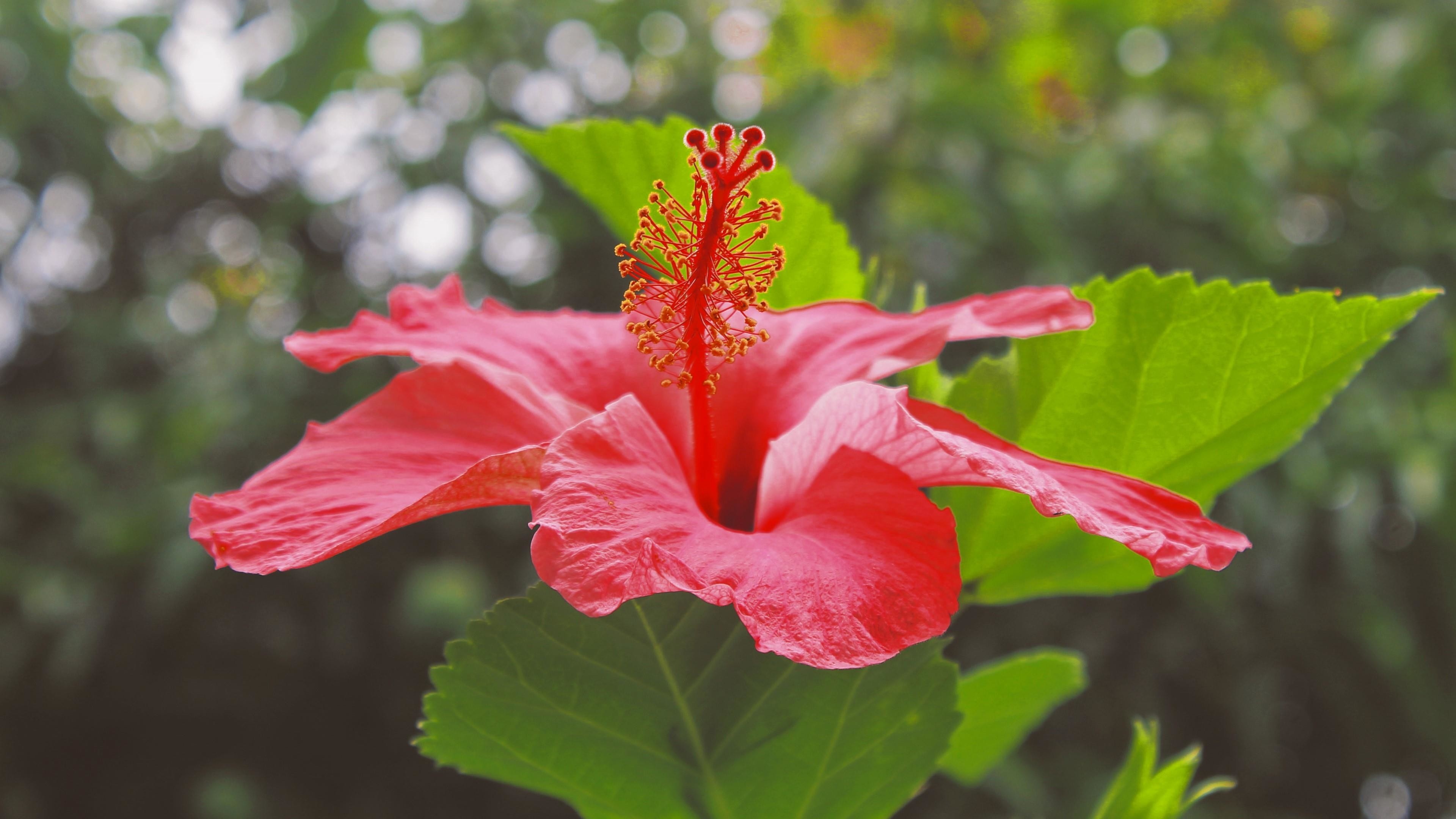 Hibiscus wallpaper, Floral borders, Exotic flowers, Vibrant tropical art, 3840x2160 4K Desktop