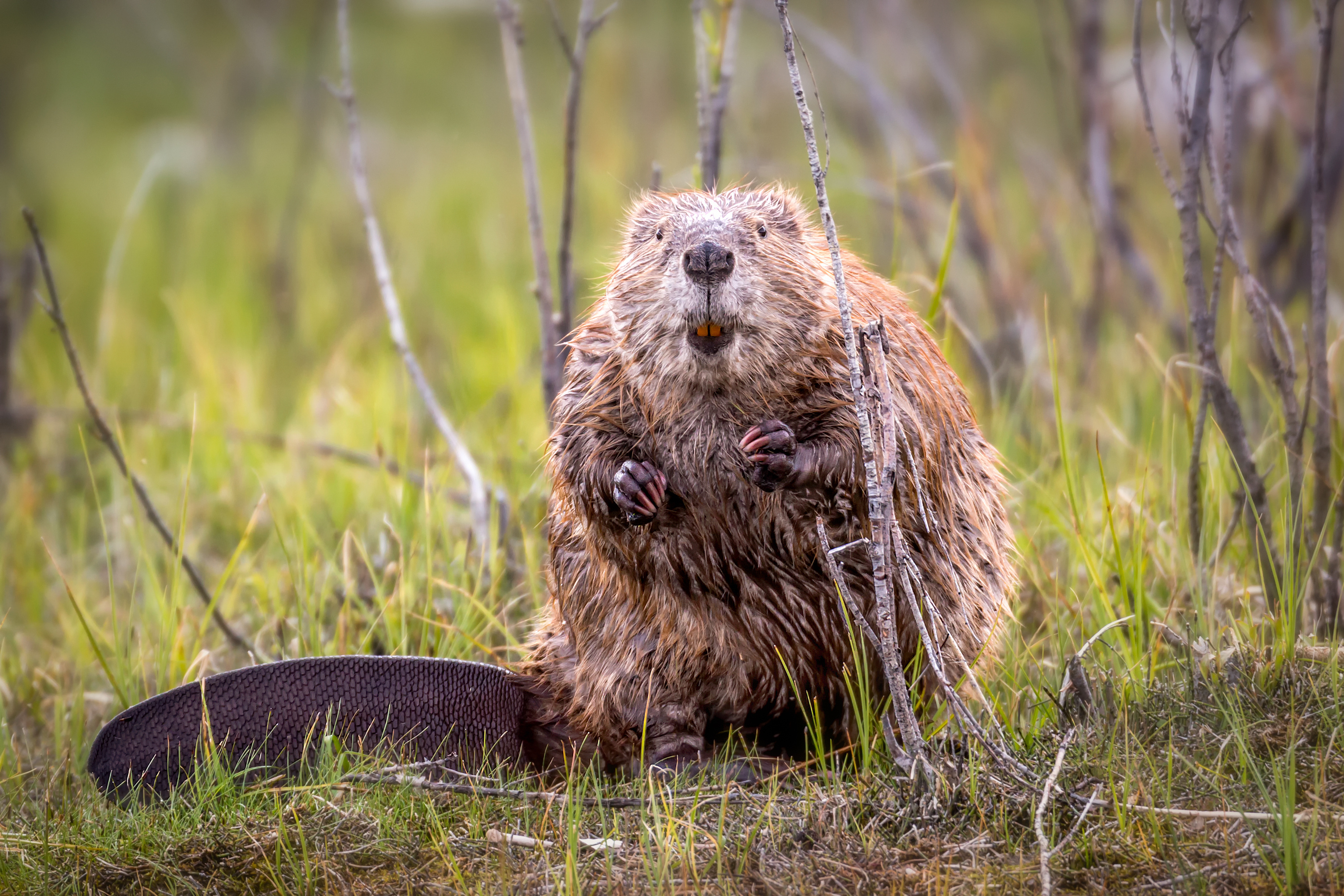 Beaver's diet, Food preferences, Herbivorous mammal, Vegetation consumer, 3000x2000 HD Desktop