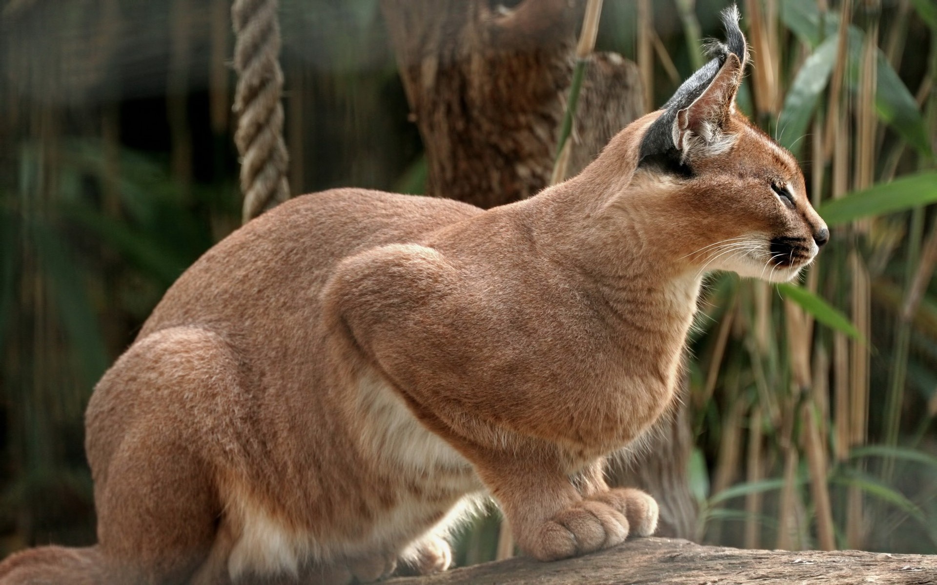 Caracal, Feline, Desktop, Mobile, 1920x1200 HD Desktop