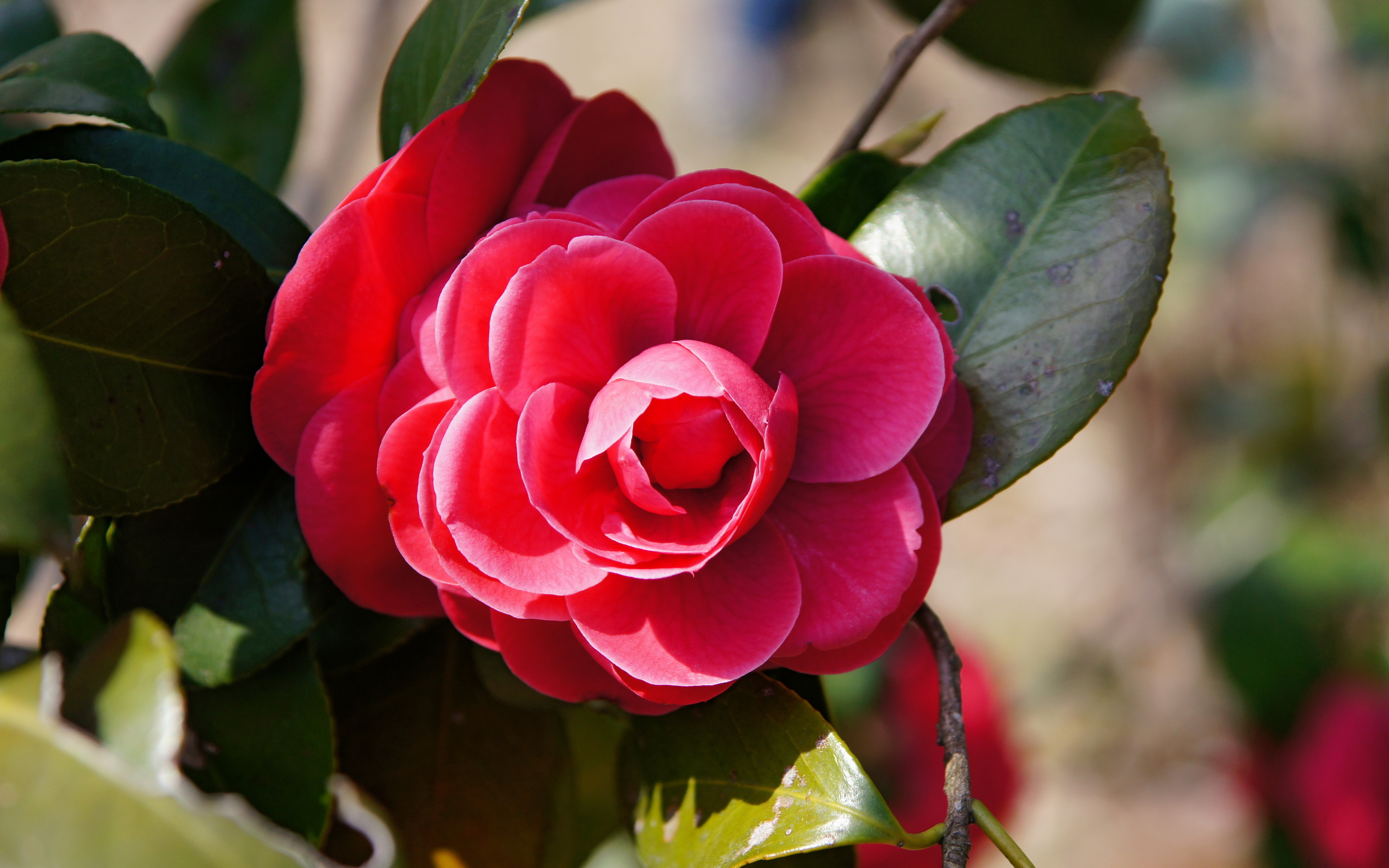 Desktop wallpapers red, Flowers camellia, Flowers, Camellia, 3080x1920 HD Desktop