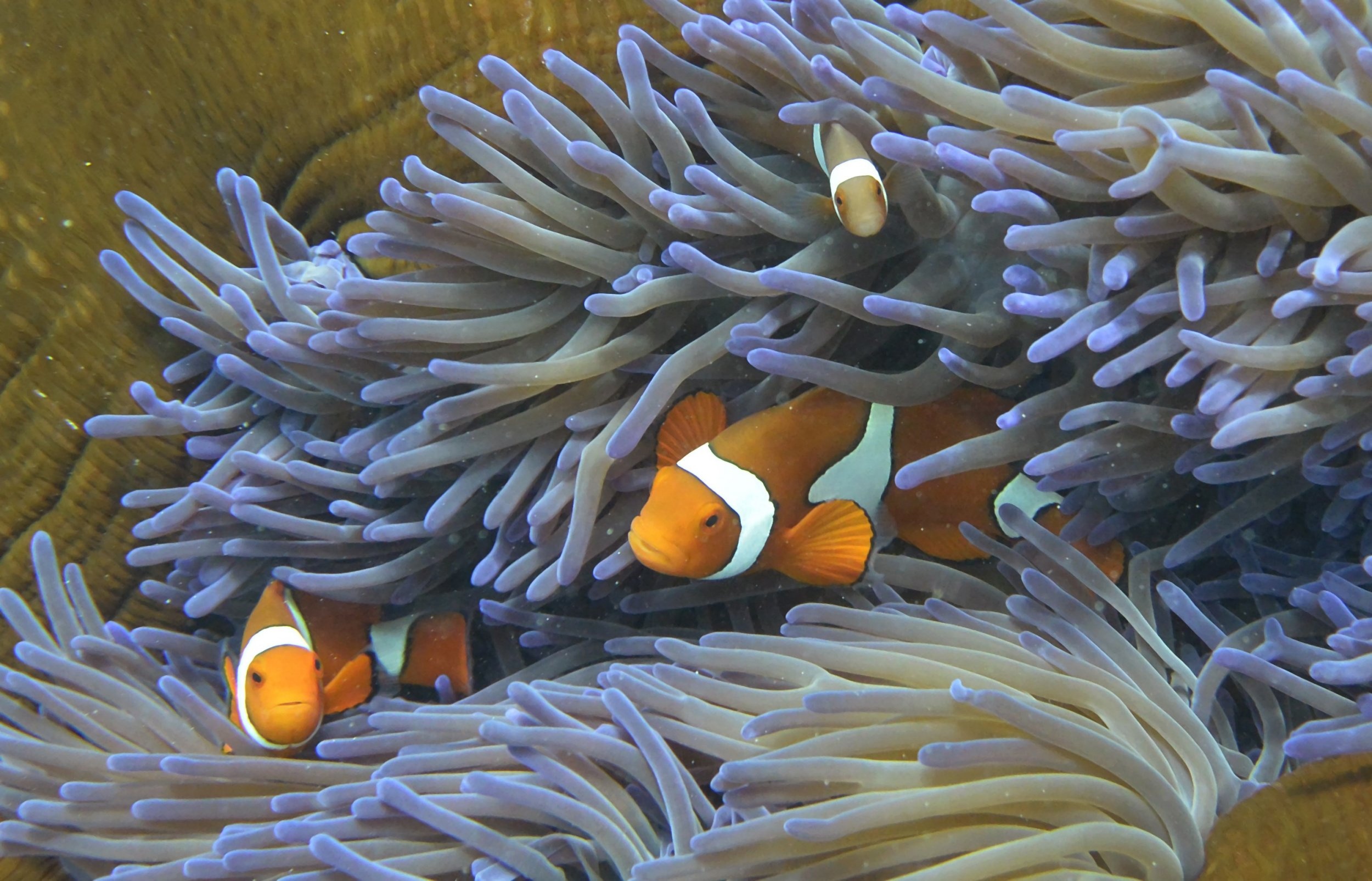 Ocellaris clownfish trio, Purple-tipped anemone tentacles, Golden anemone base, HD Desktop wallpaper