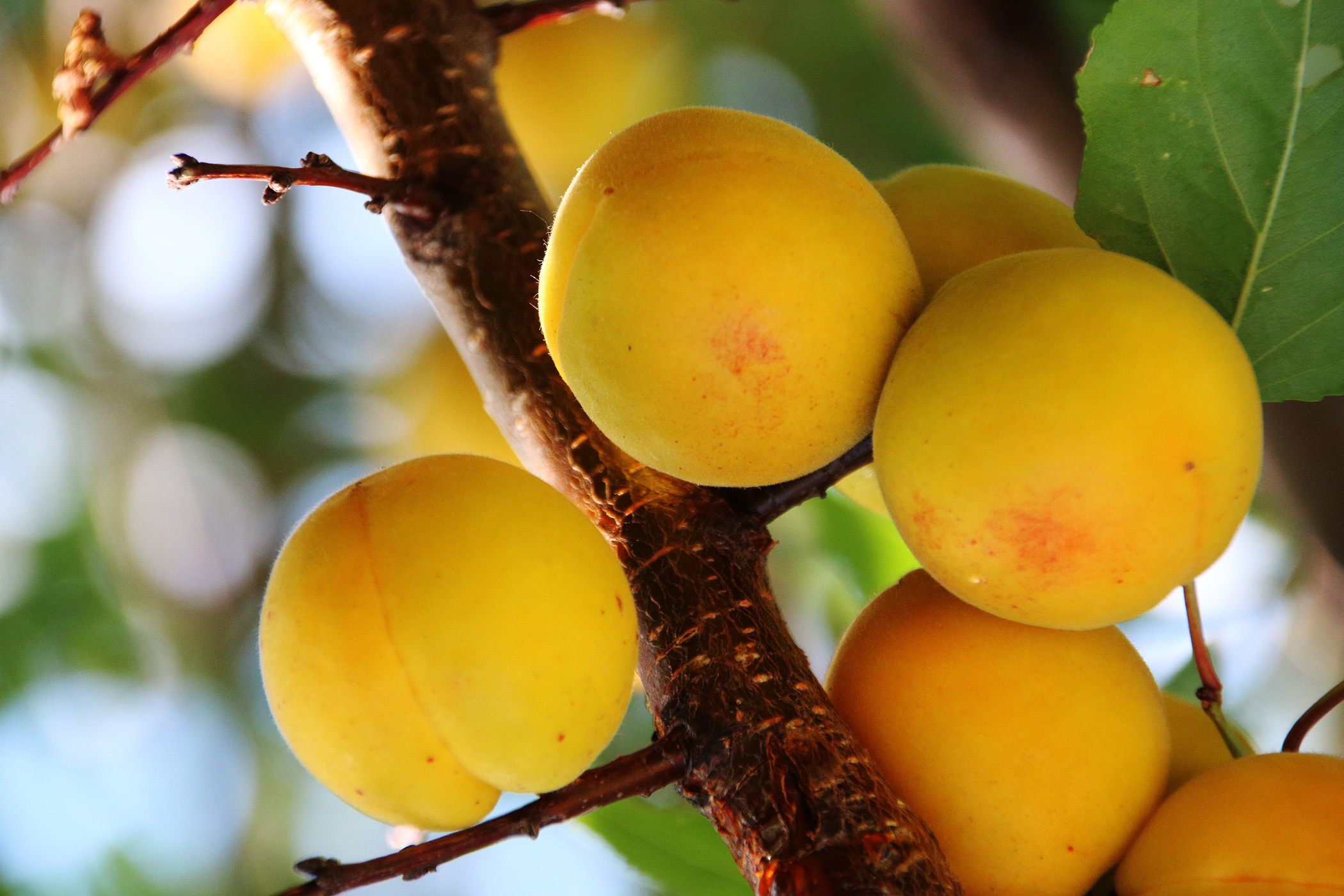 Dwarf Trevatt apricot, Australian plantnet, Compact fruit tree, Tasty and versatile, 2100x1400 HD Desktop