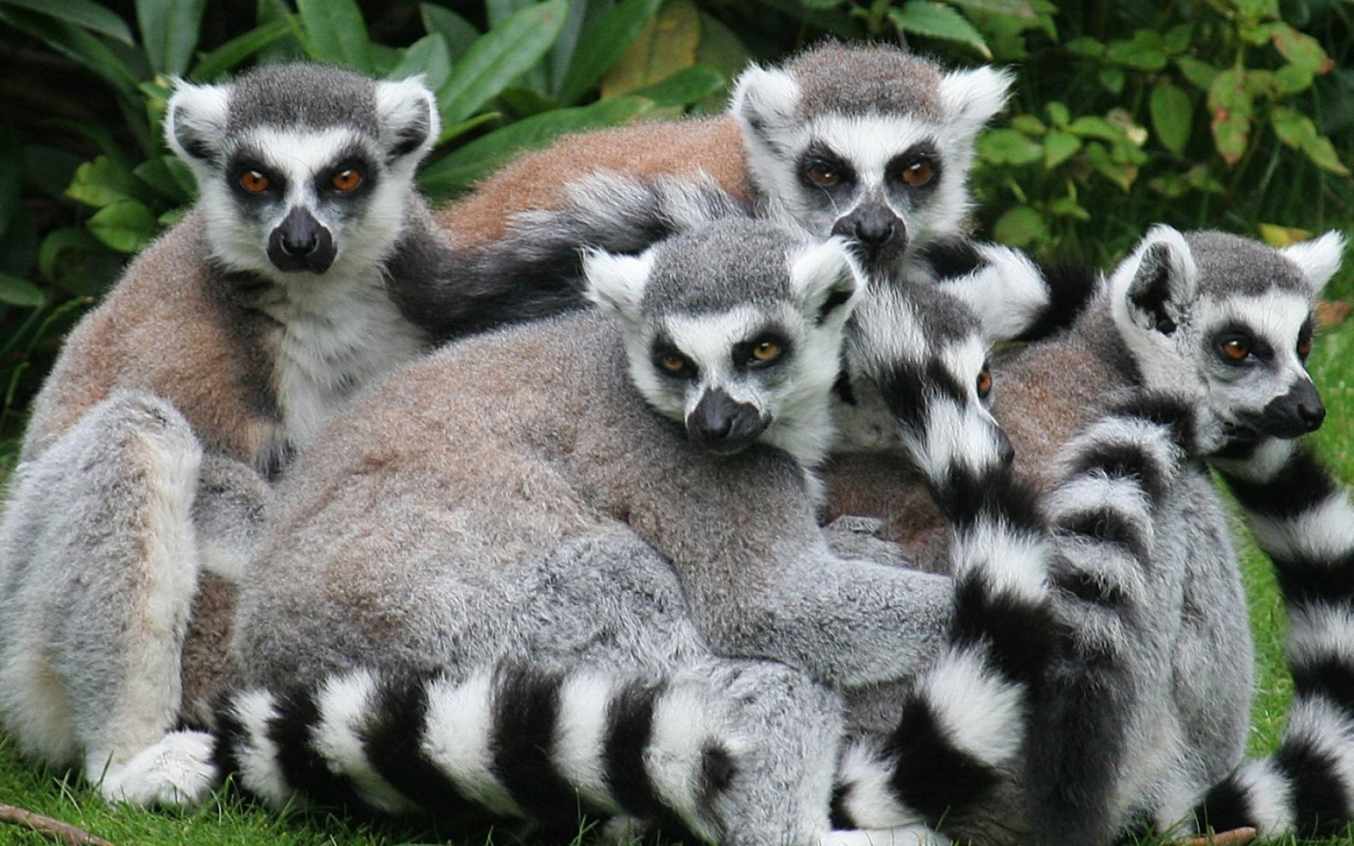 Lemur wallpaper, Artistic lemur, Unique design, Distinctive background, 1920x1200 HD Desktop