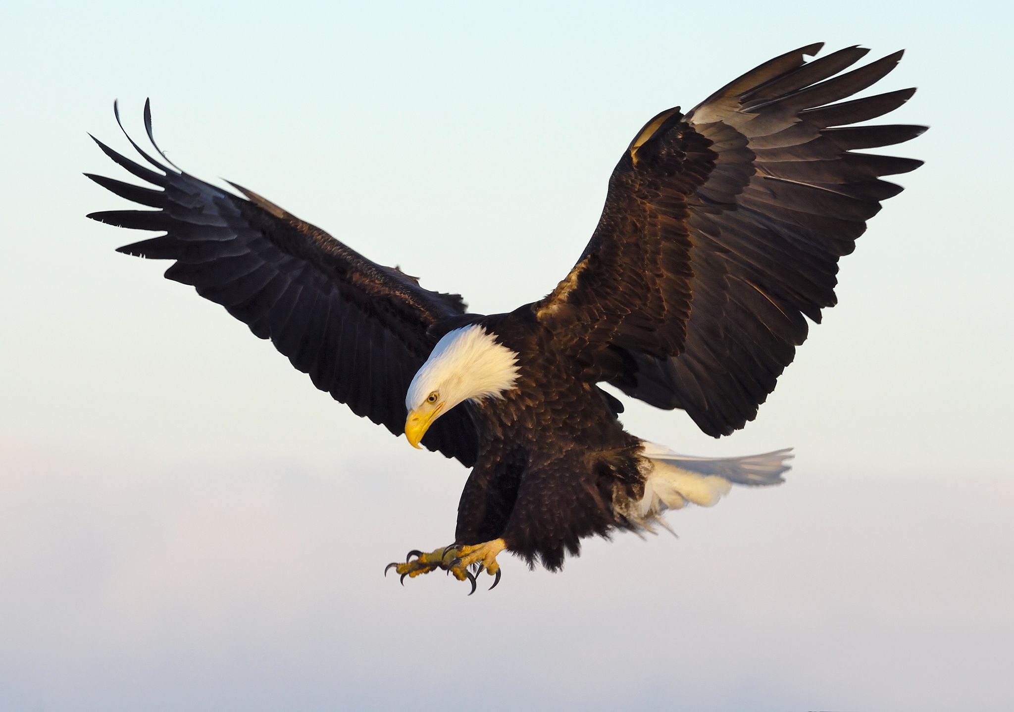 Bald Eagle, Morning light, Sun's first rays, Symbolic animal, 2050x1440 HD Desktop