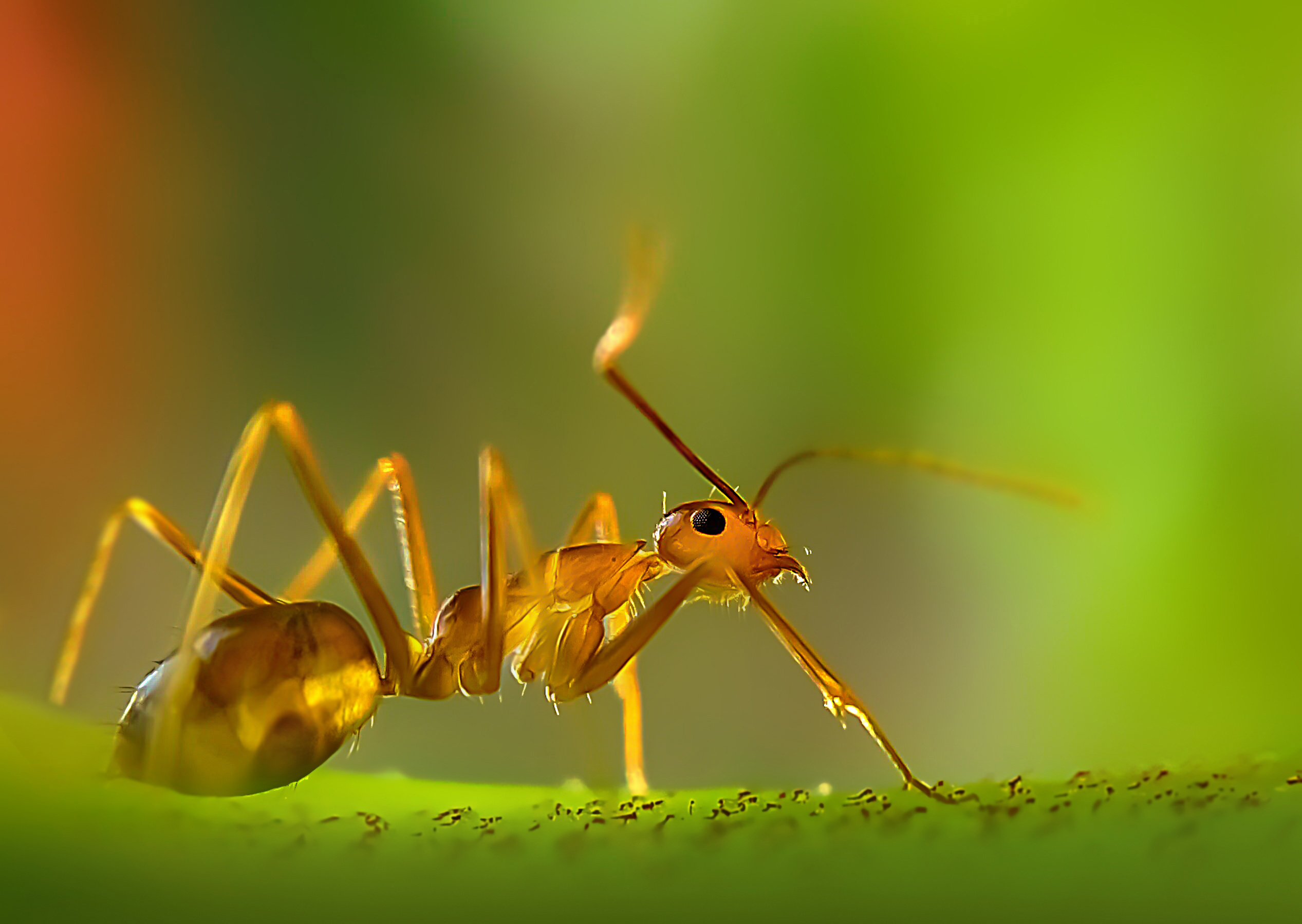 Wikimedia commons, Ant artwork, Nature photography, Public domain, 2540x1800 HD Desktop