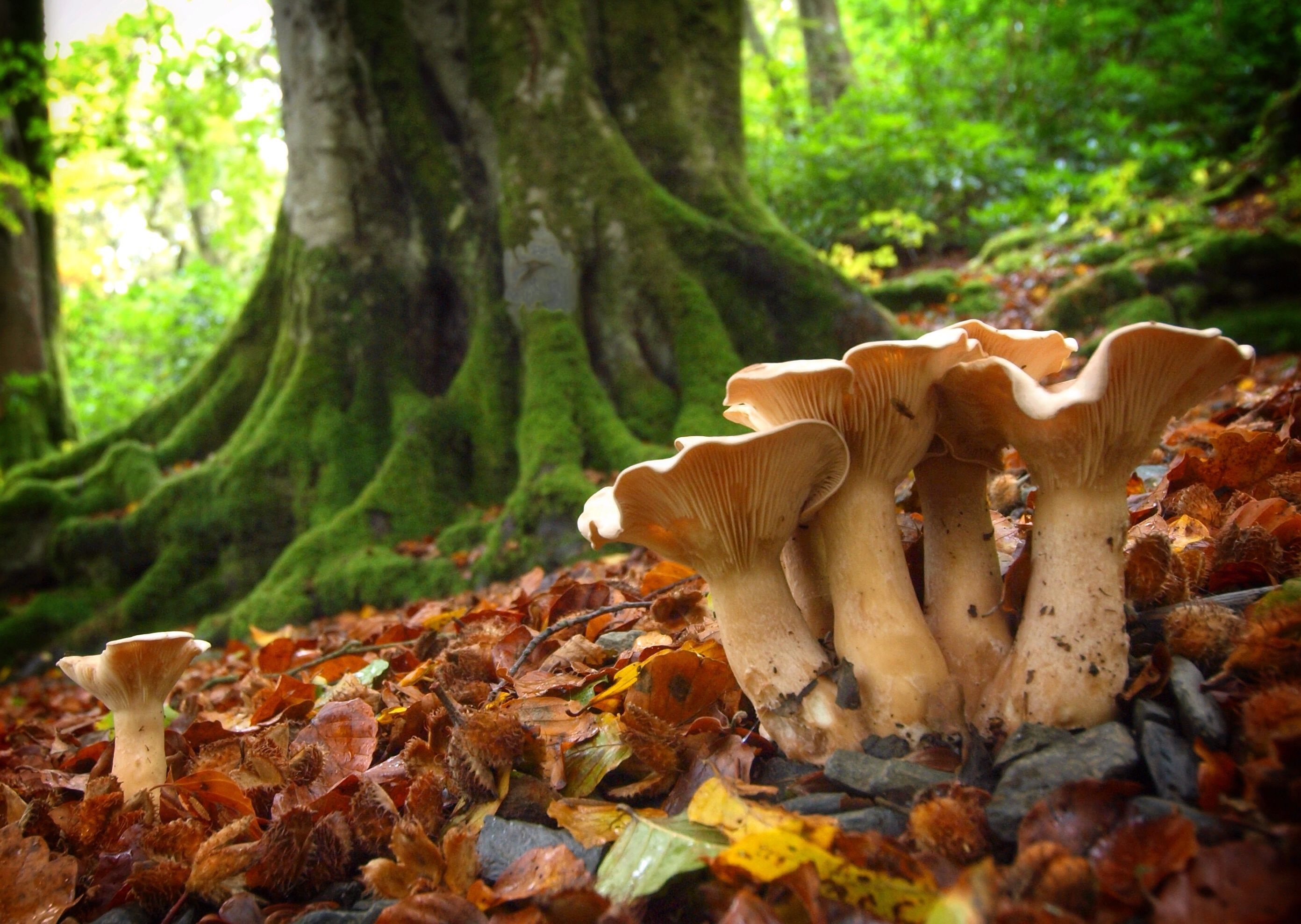 Mushrooms, Beech Tree Wallpaper, 2790x1980 HD Desktop