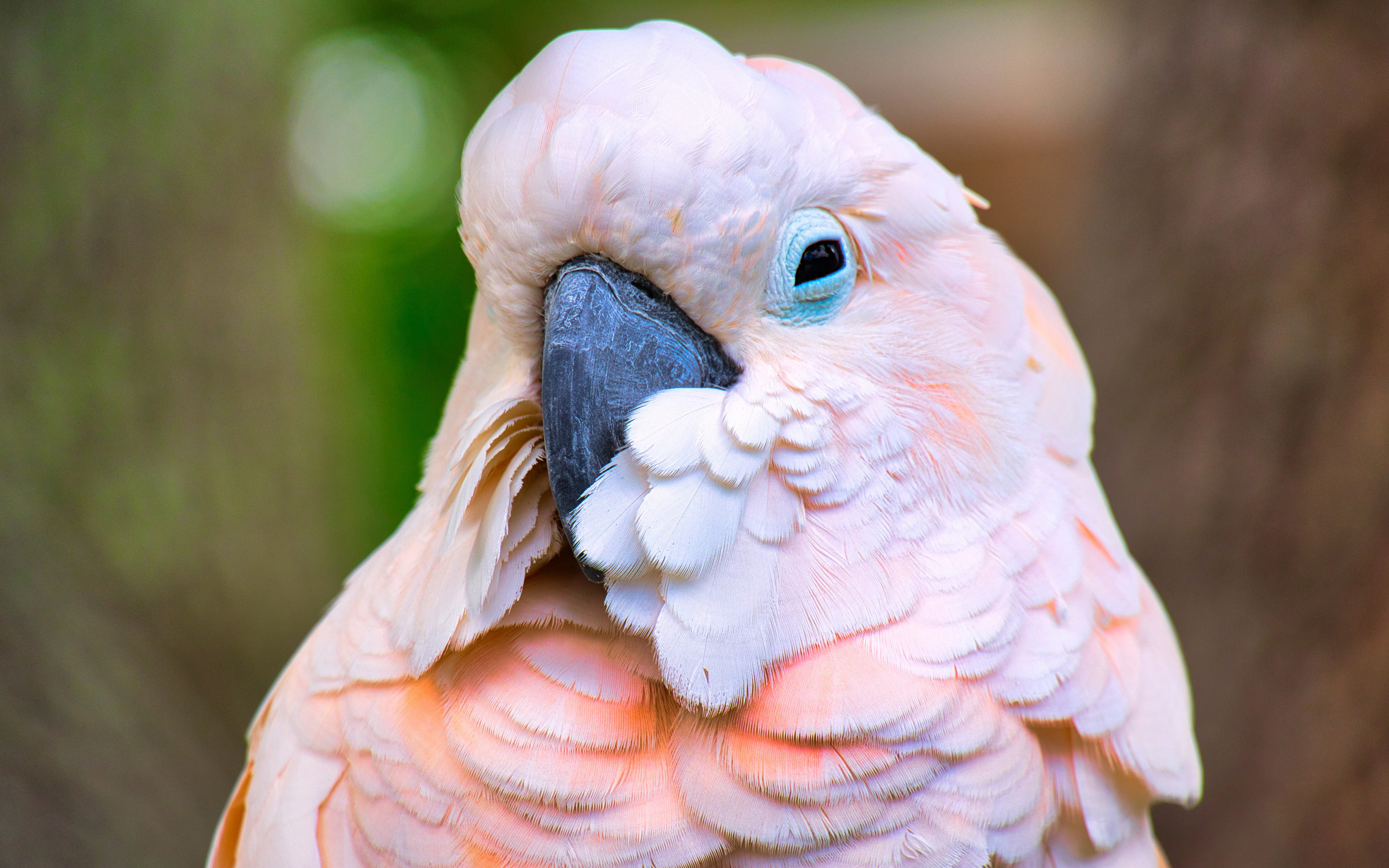 Galah rosa cockatoo, Rosa vgel papageien, Colorful parrot, Australian wonder, 2880x1800 HD Desktop