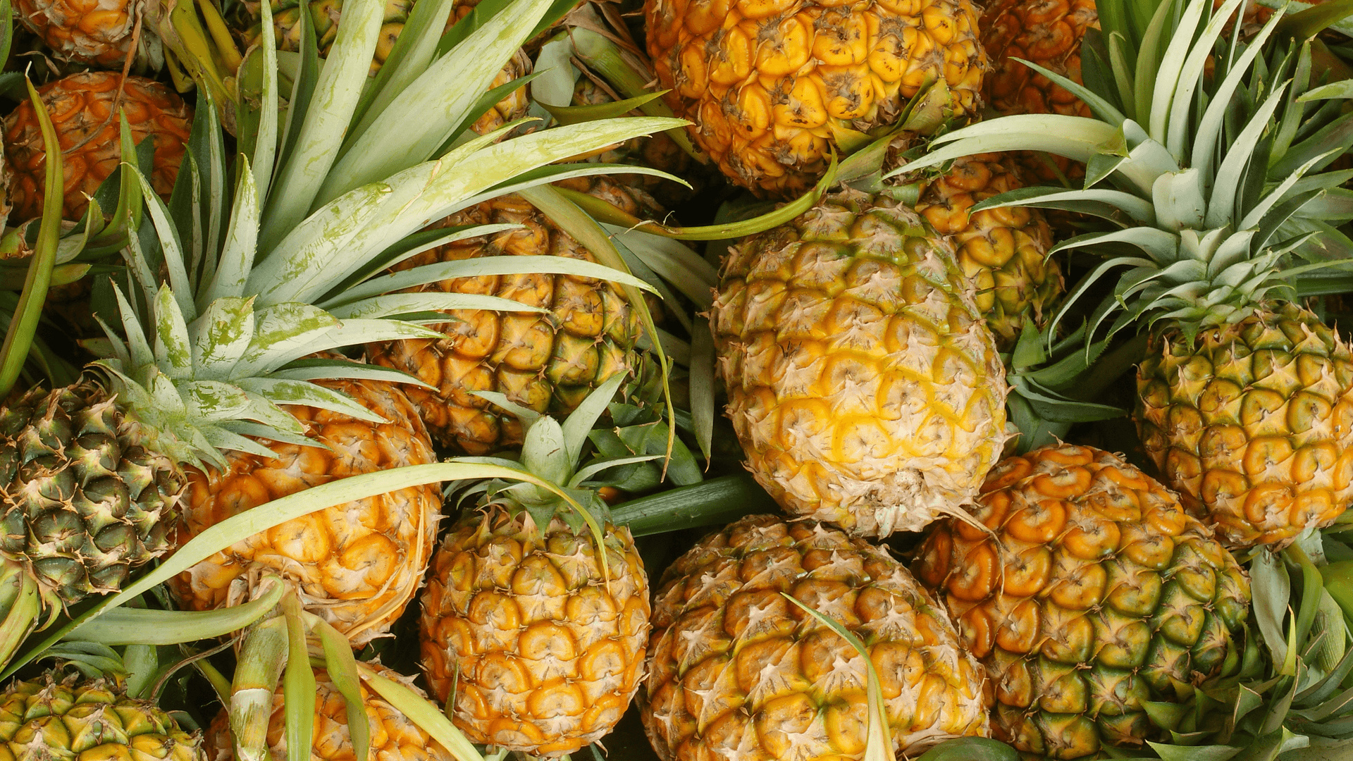 Fresh, Pineapple wallpapers, Tropical, Backgrounds, 1920x1080 Full HD Desktop