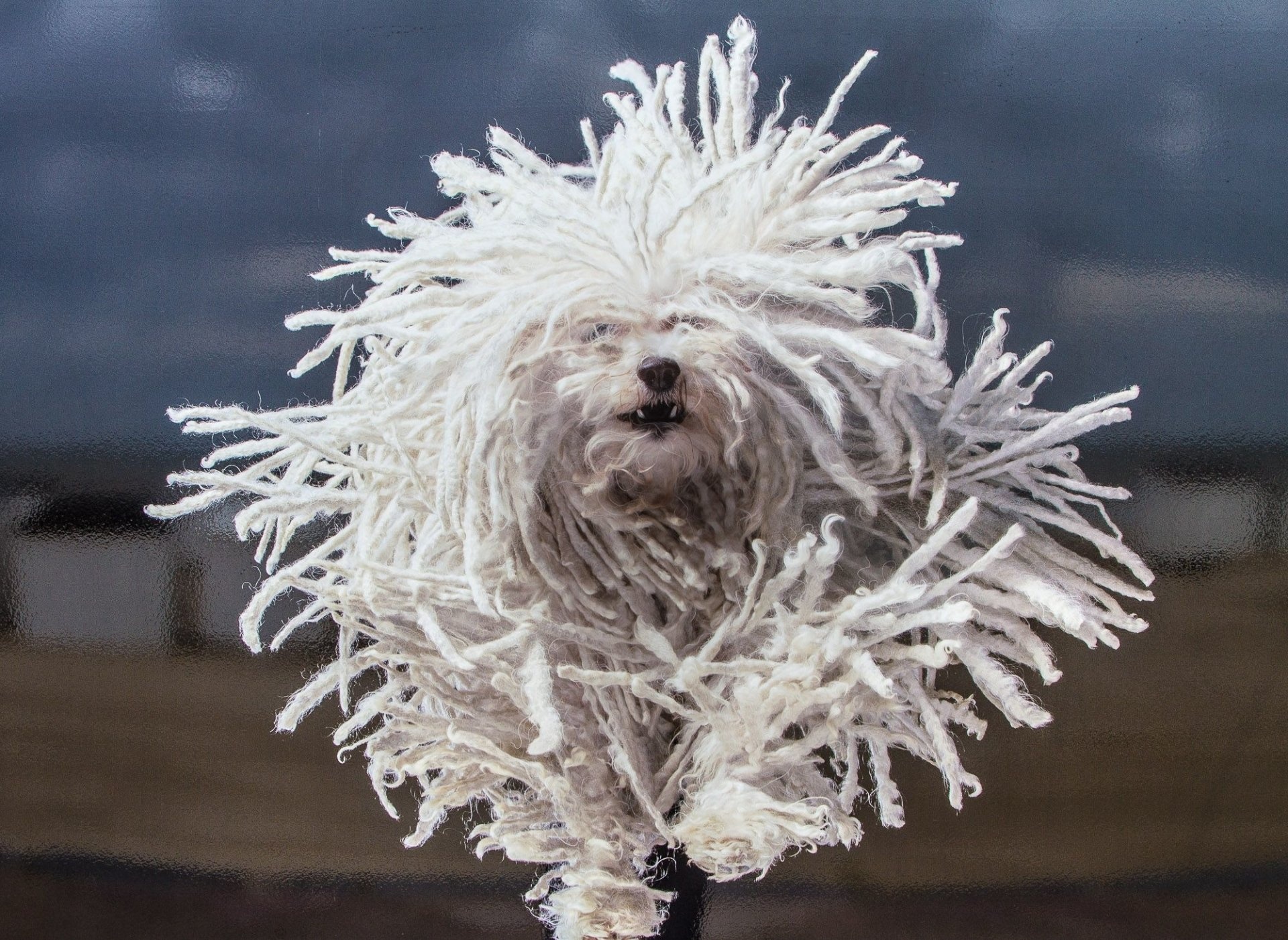 Bergamasco, Komondor wallpapers, Animal, 1920x1410 HD Desktop