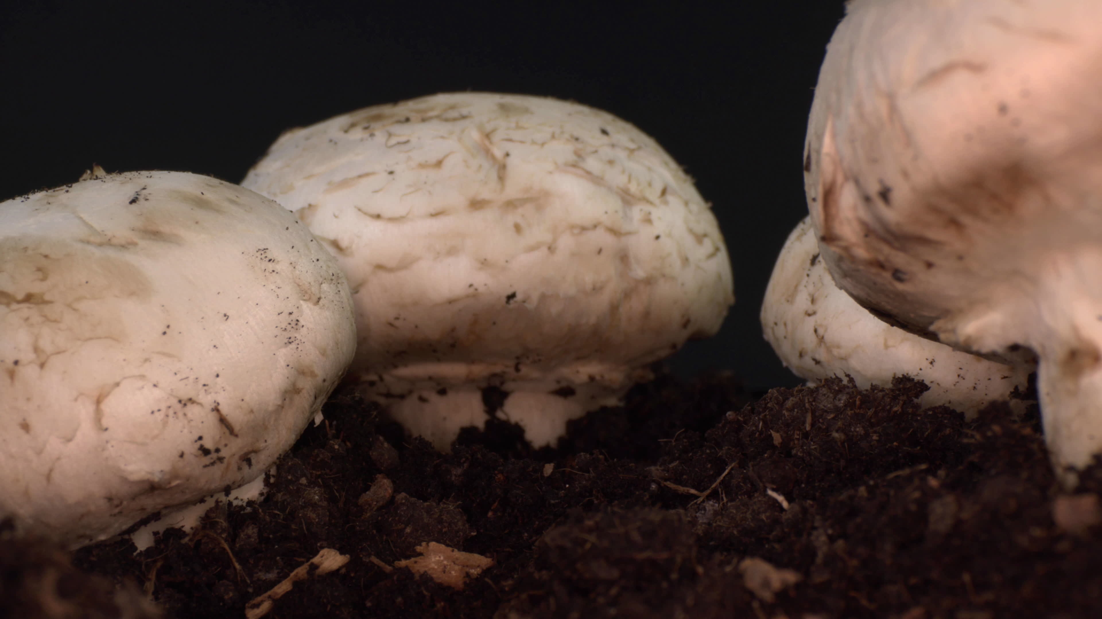 Fascinating fungi, Video exploration, Free footage download, Macro wonders, 3840x2160 4K Desktop