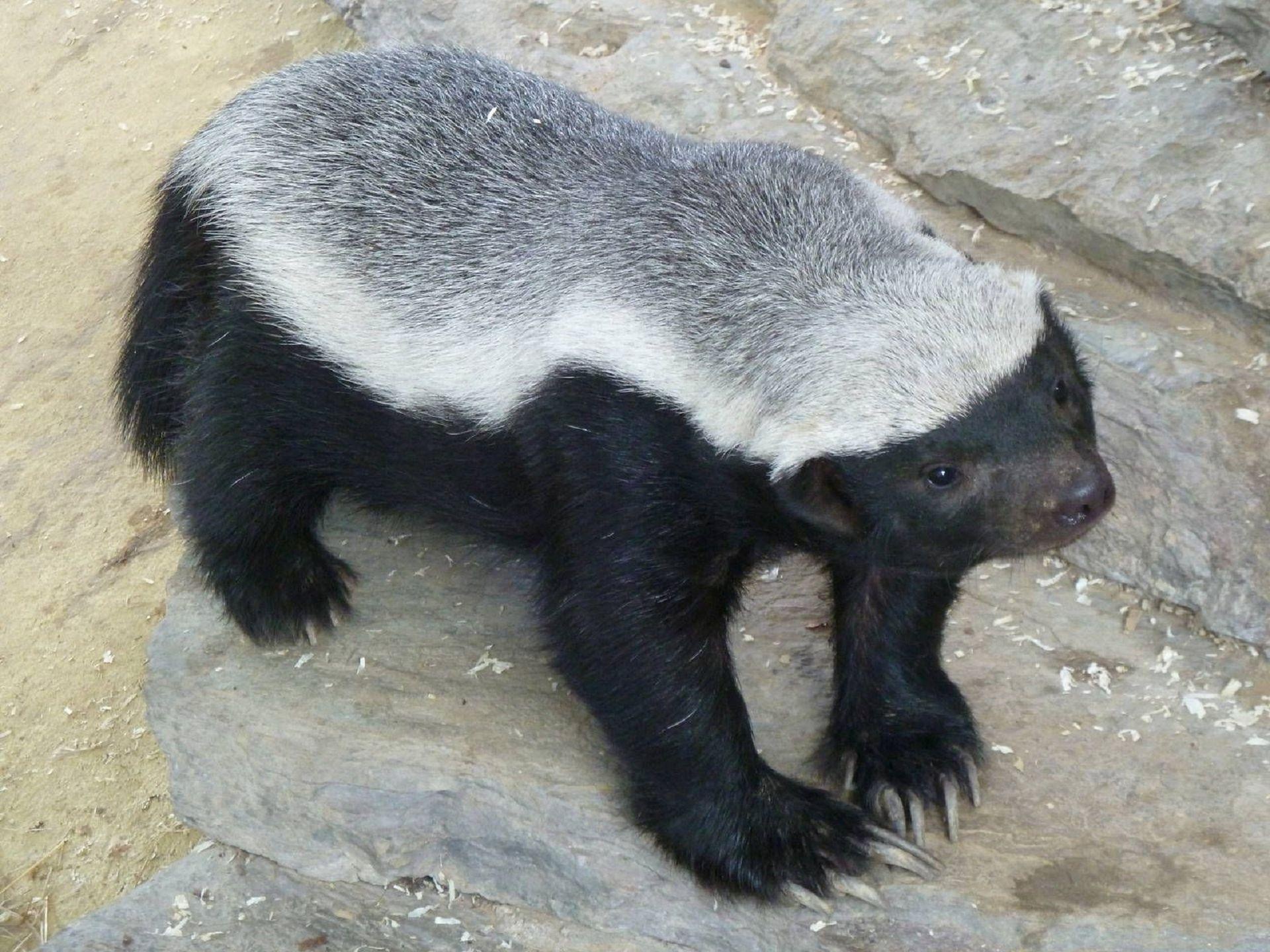 Honey Badger, Feisty creature, Fearless hunter, Aggressive defender, 1920x1440 HD Desktop