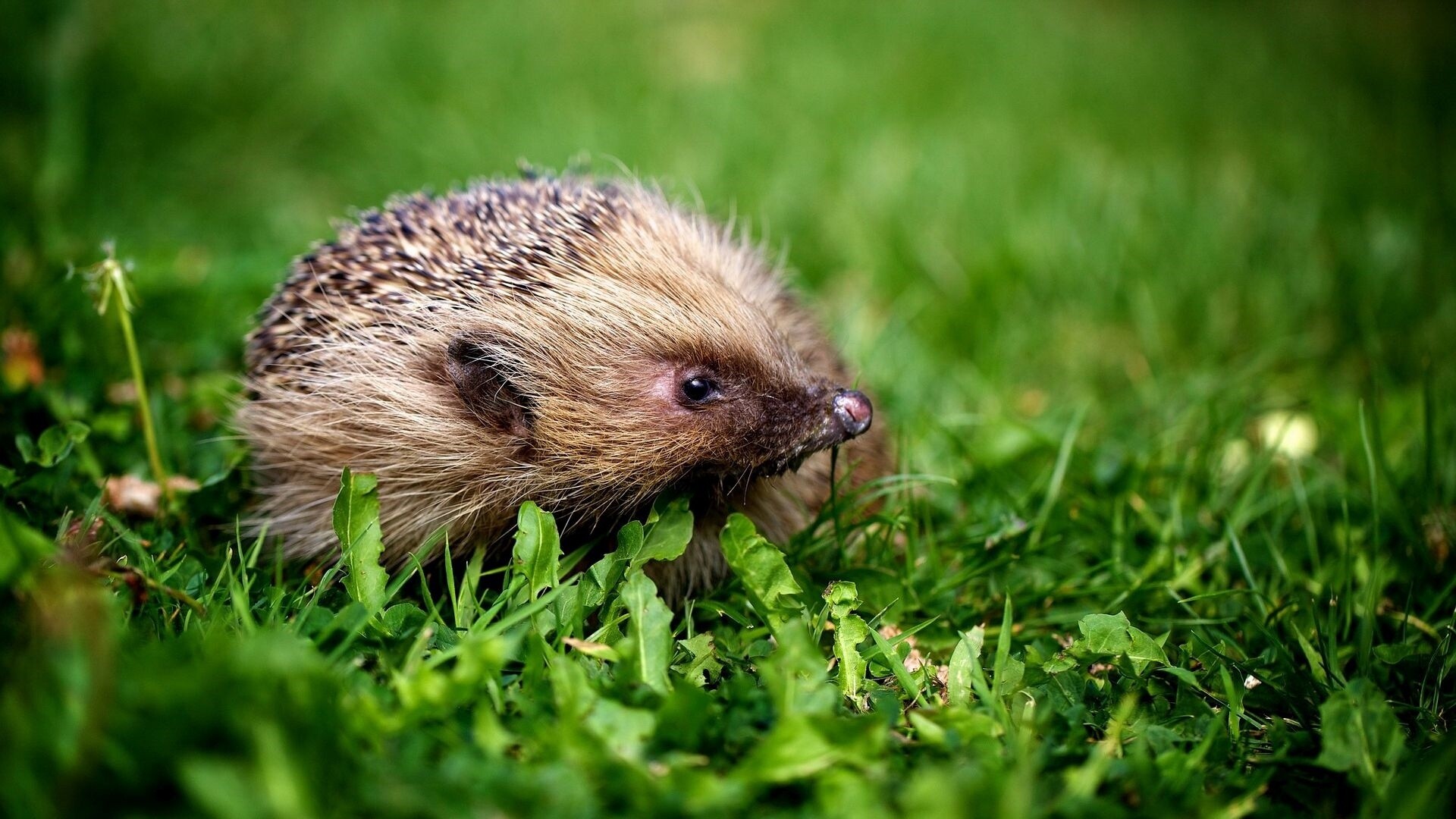 Hedgehog, Small mammal, Cute wallpapers, Spiky appearance, 1920x1080 Full HD Desktop