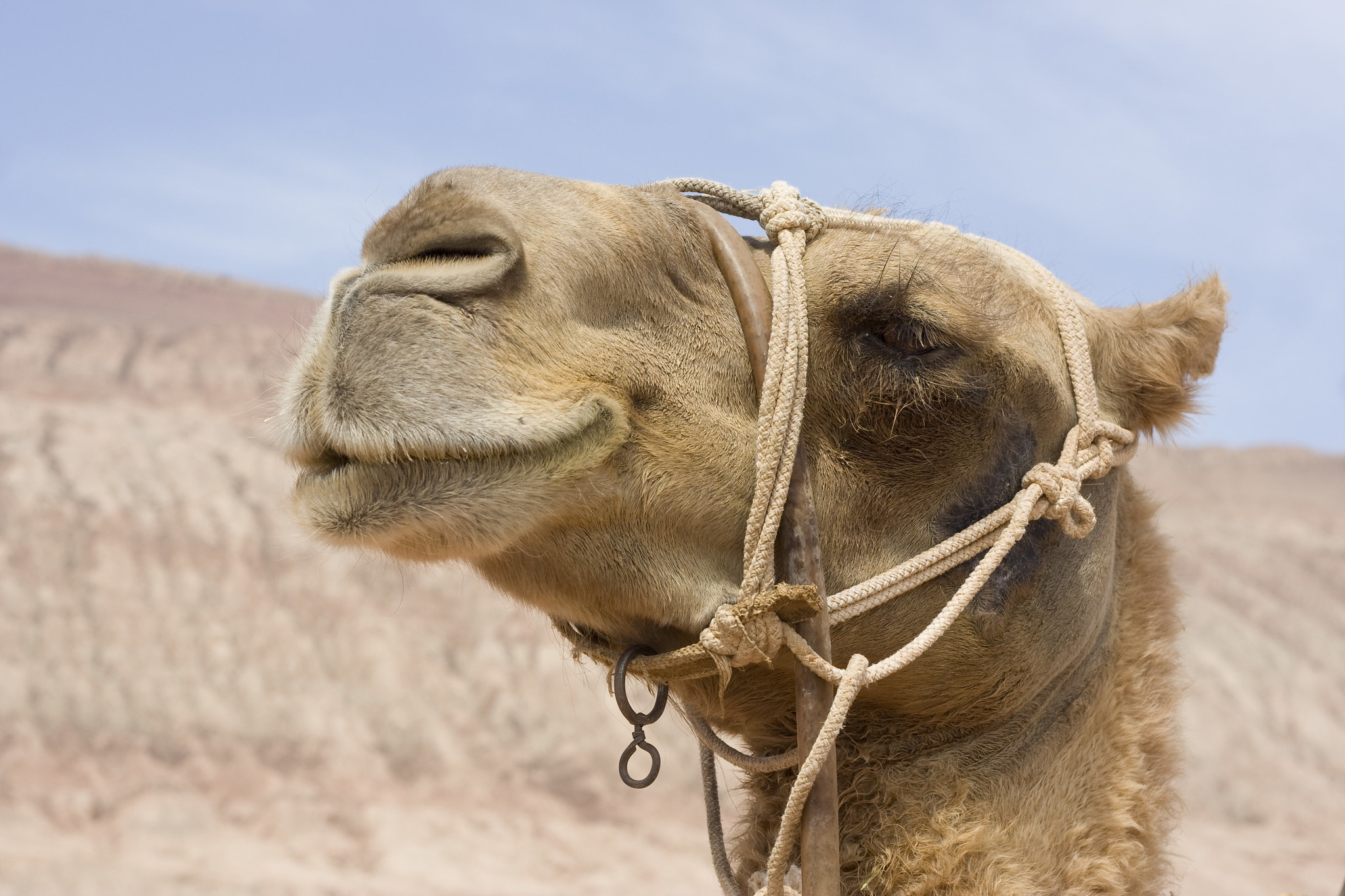 Release Apache camel, Software updates, 2050x1370 HD Desktop