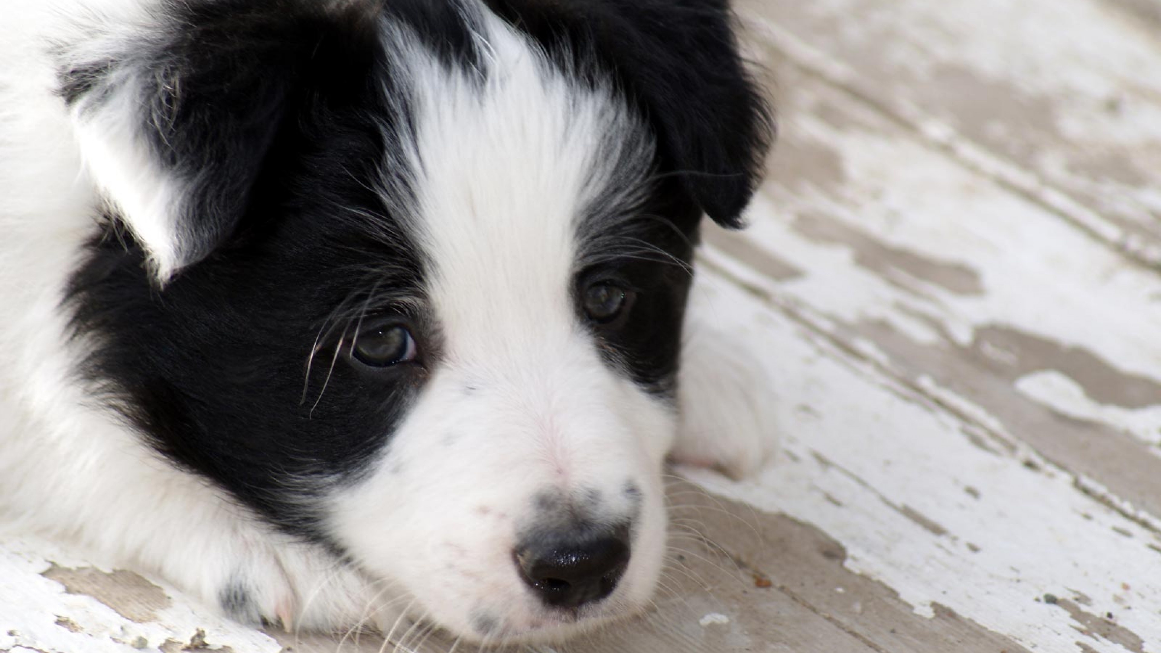 Puppy, Border Collie Wallpaper, 3840x2160 4K Desktop