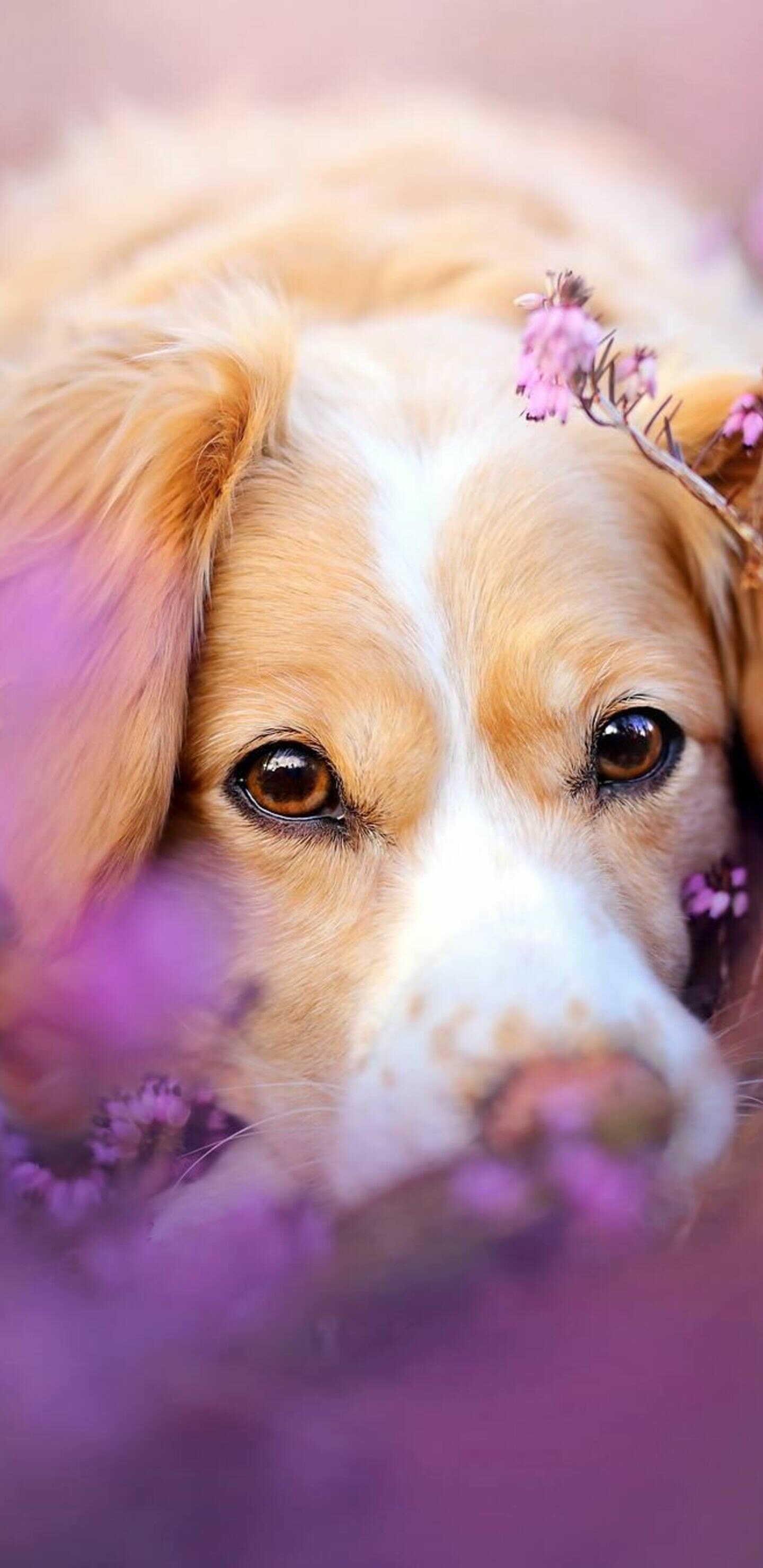 Cute dog in flowers, Samsung Galaxy Note, HD 4K wallpapers, Images, 1440x2960 HD Phone