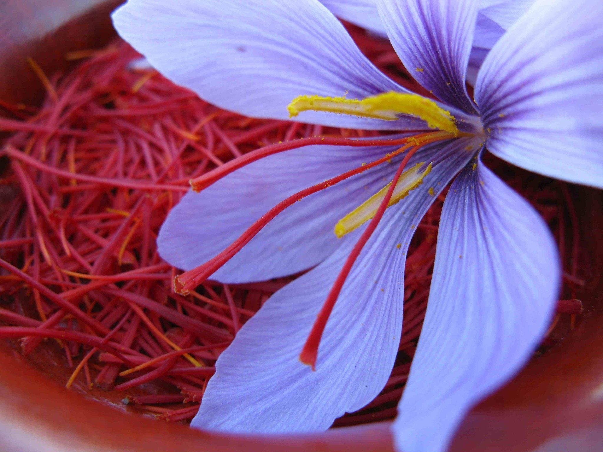 Saffron, Top free backgrounds, 2050x1540 HD Desktop