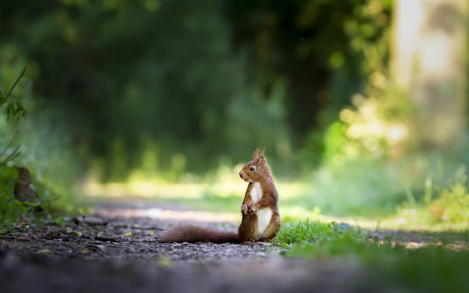 Grassy habitat, Squirrels at play, Captivating nature, Vibrant life, 1920x1200 HD Desktop