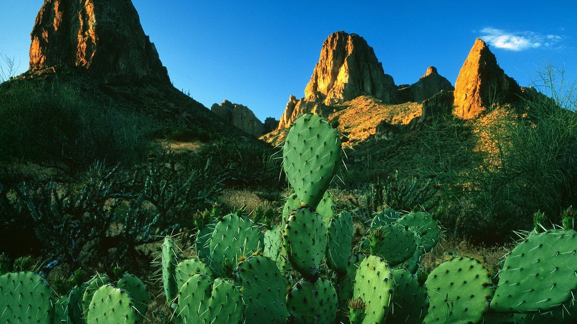 Cactus, HD wallpaper background, Nature's resilience, Desert beauty, 1920x1080 Full HD Desktop