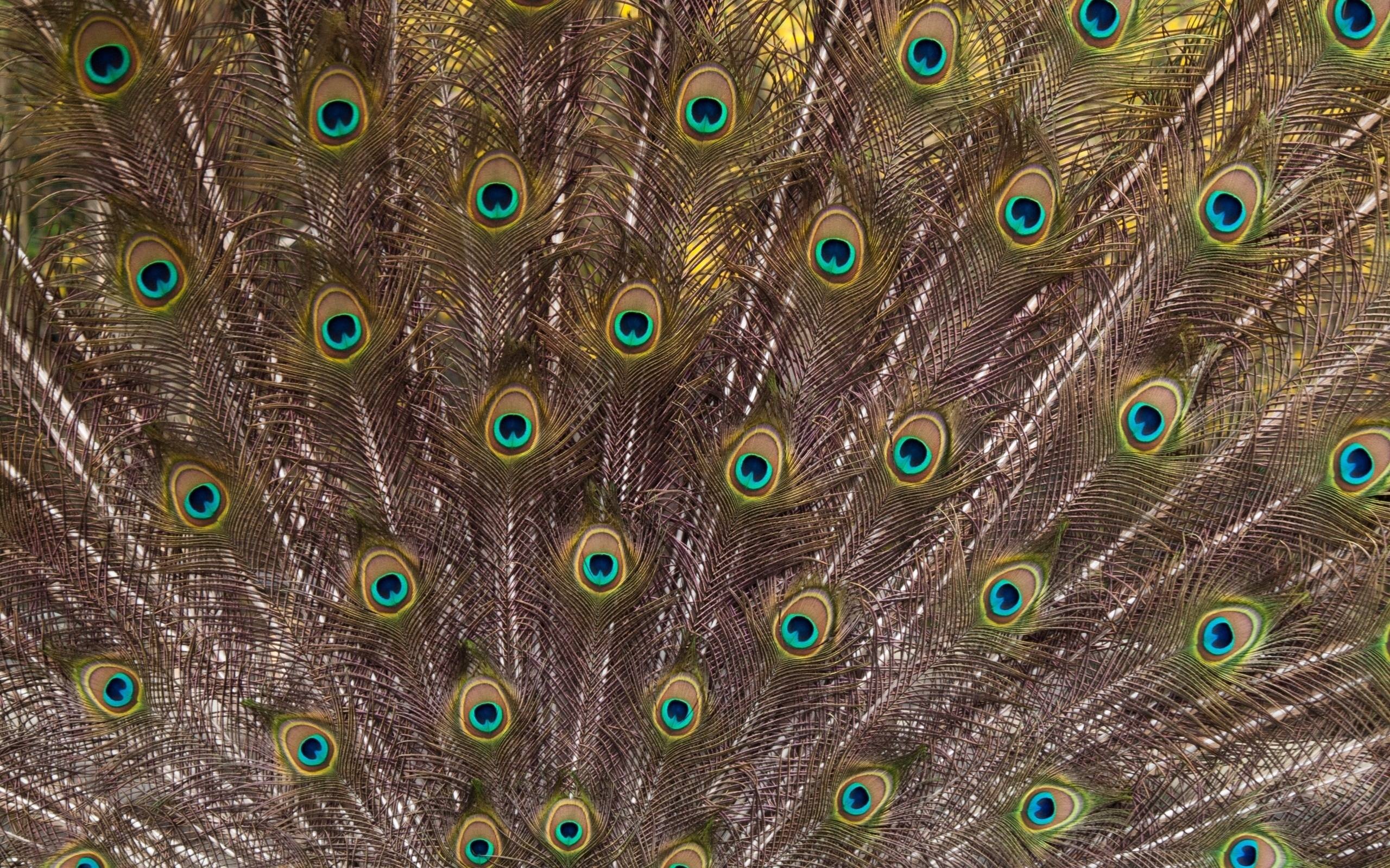Fanned peacock tail feathers, Iridescent peacock ocelli, Peacock feather barb texture, HD Desktop wallpaper