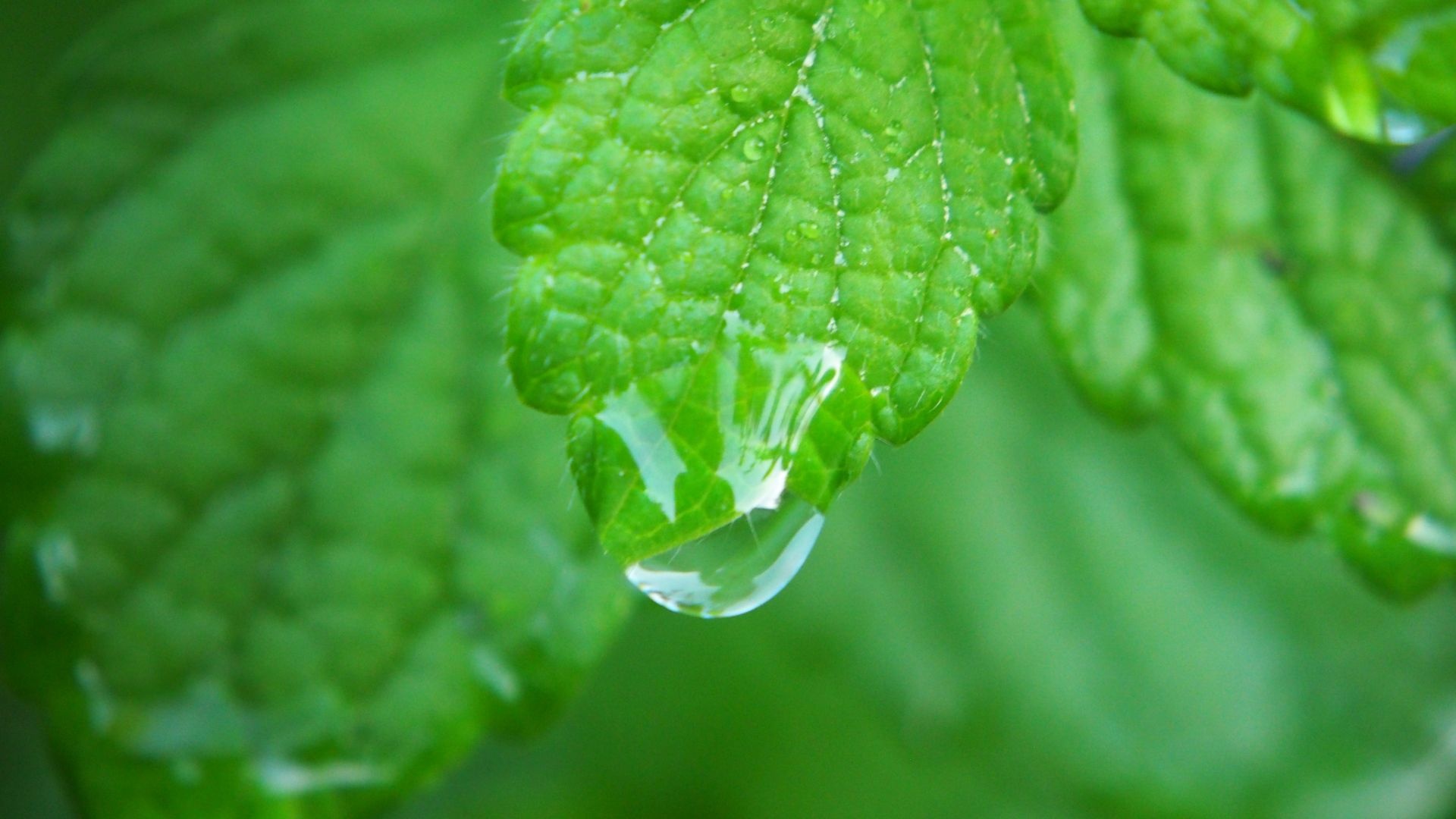 Lemon Balm, Dew drops, Close-up view, Nature's beauty, 1920x1080 Full HD Desktop