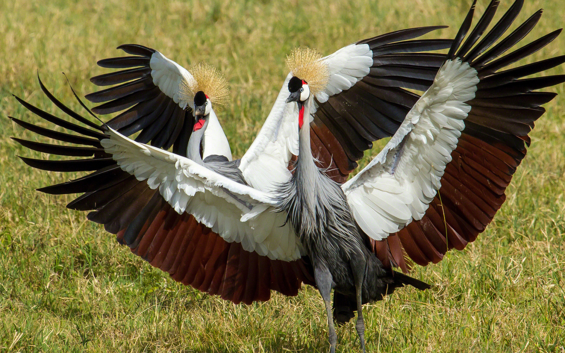 Crowned crane, Dance of cranes, Bird wallpapers, Desktop backgrounds, 1920x1200 HD Desktop