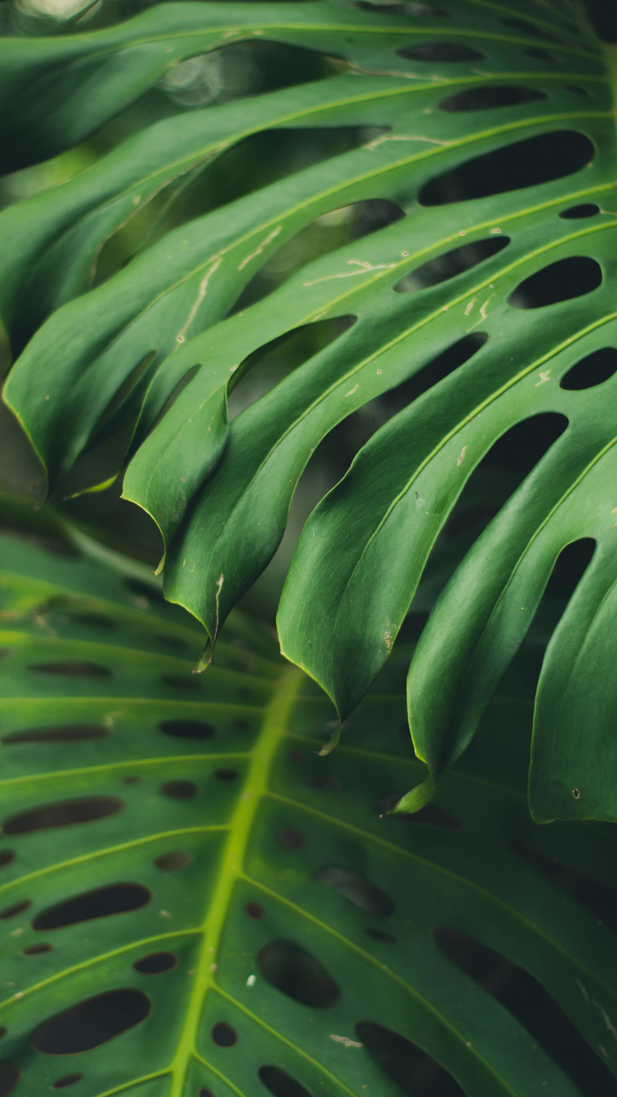 Close-up big green leaf, Sony Xperia Z5 Premium, HD image background, 2160x3840 4K Phone