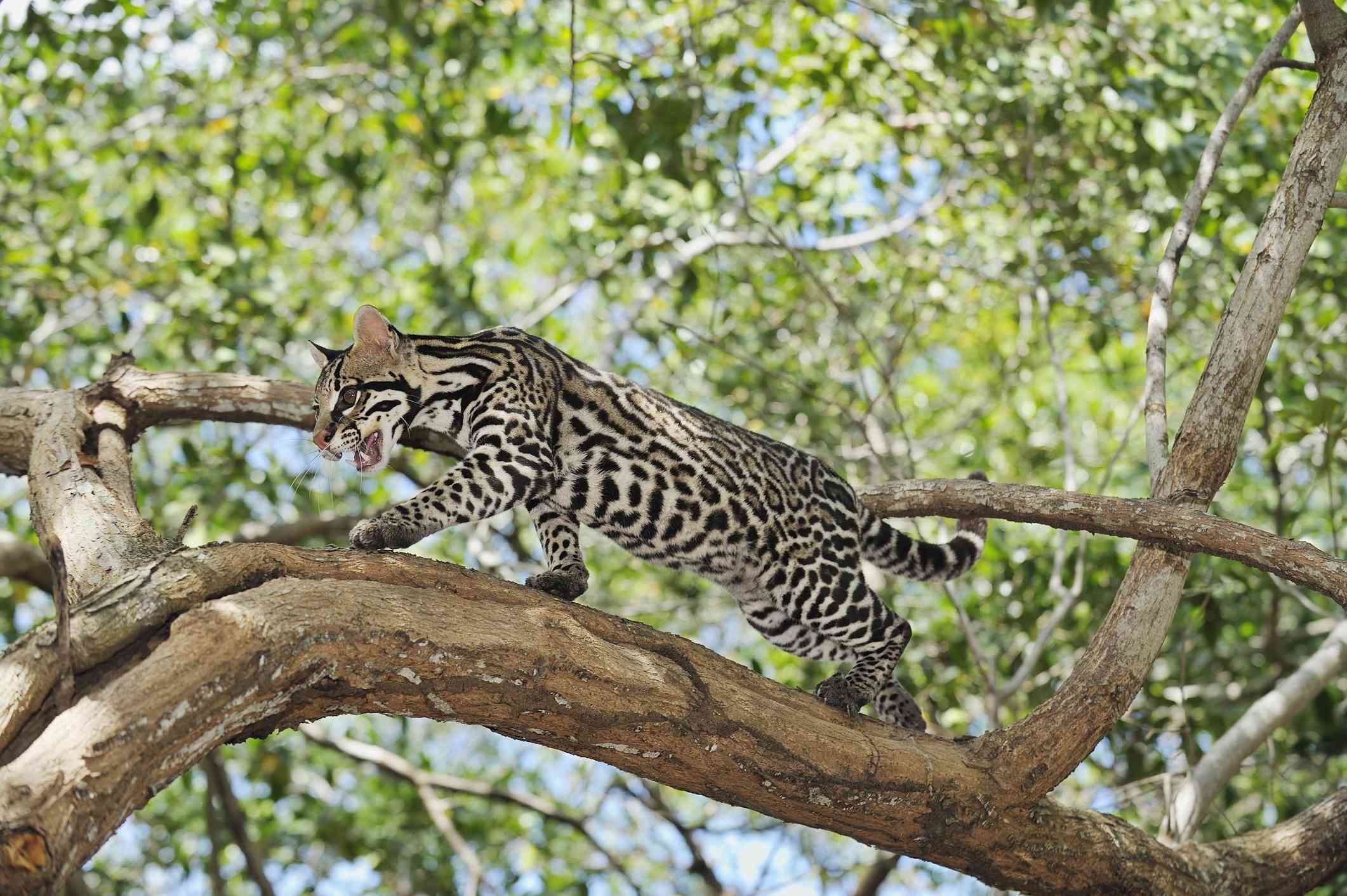 Ocelot, Mystical facts, Unique wildcat, Small cat species, 2130x1420 HD Desktop