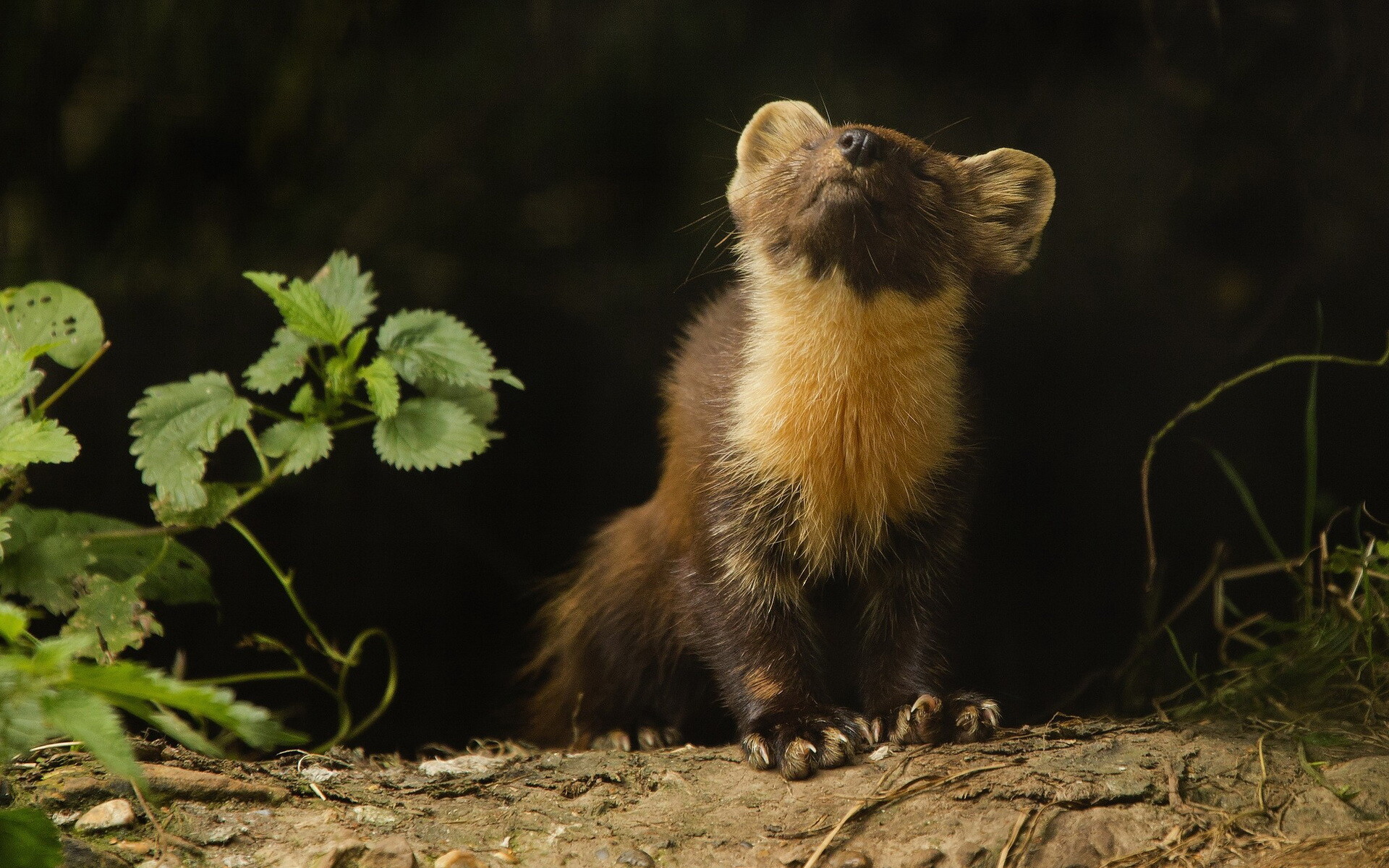 Ferret cuteness, Playful pose, Adorable creature, Lovely pet, 1920x1200 HD Desktop