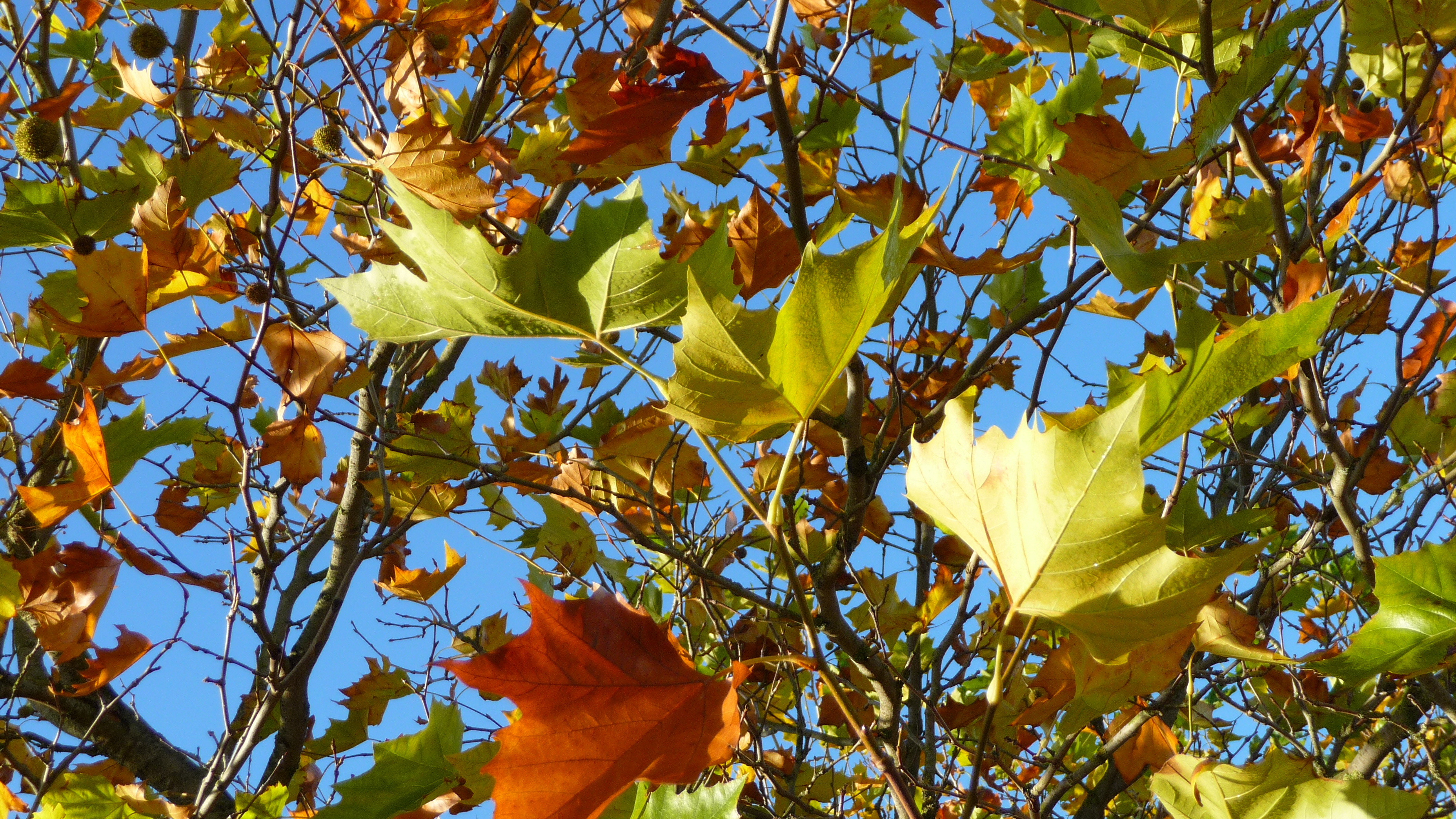 Sycamore tree, Leafy delight, Nature's masterpiece, Striking wallpaper, 3720x2090 HD Desktop