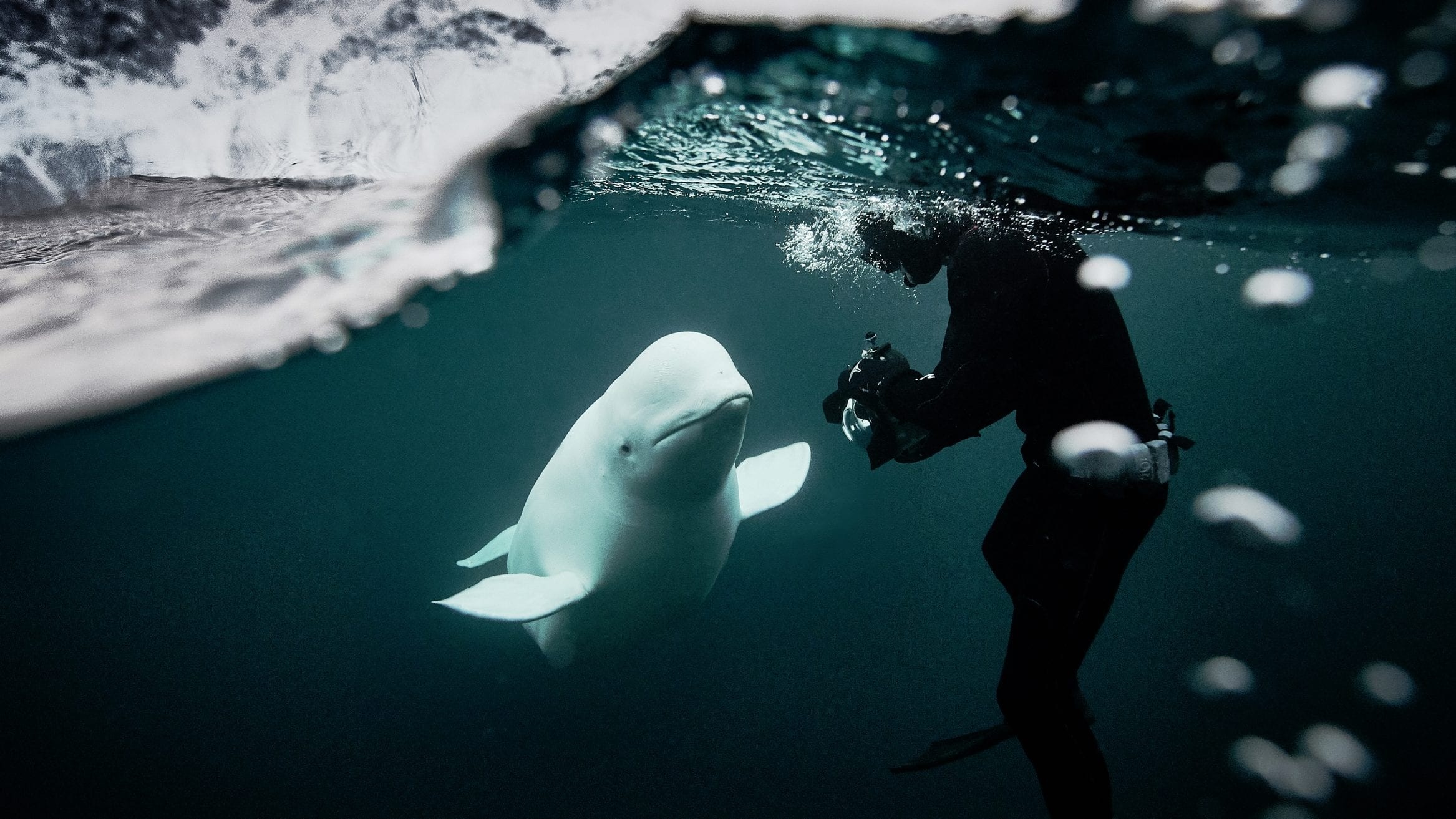 Hvaldimir, Fred Buyle, Norway, Oceanographic wonder, 2340x1320 HD Desktop