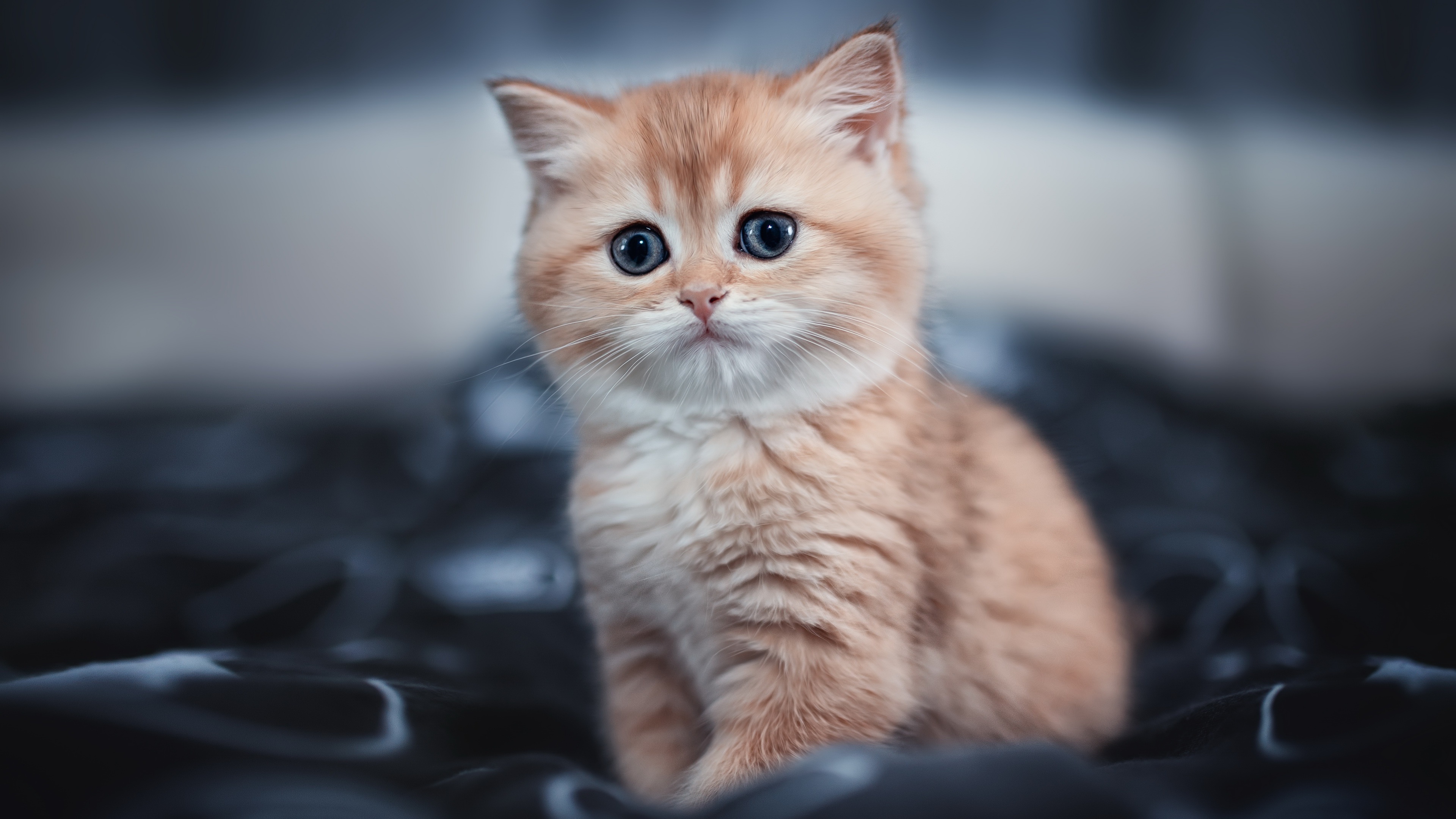 British Shorthair kitten, black patterned bedding, wide blue eyes, 4K Desktop wallpaper