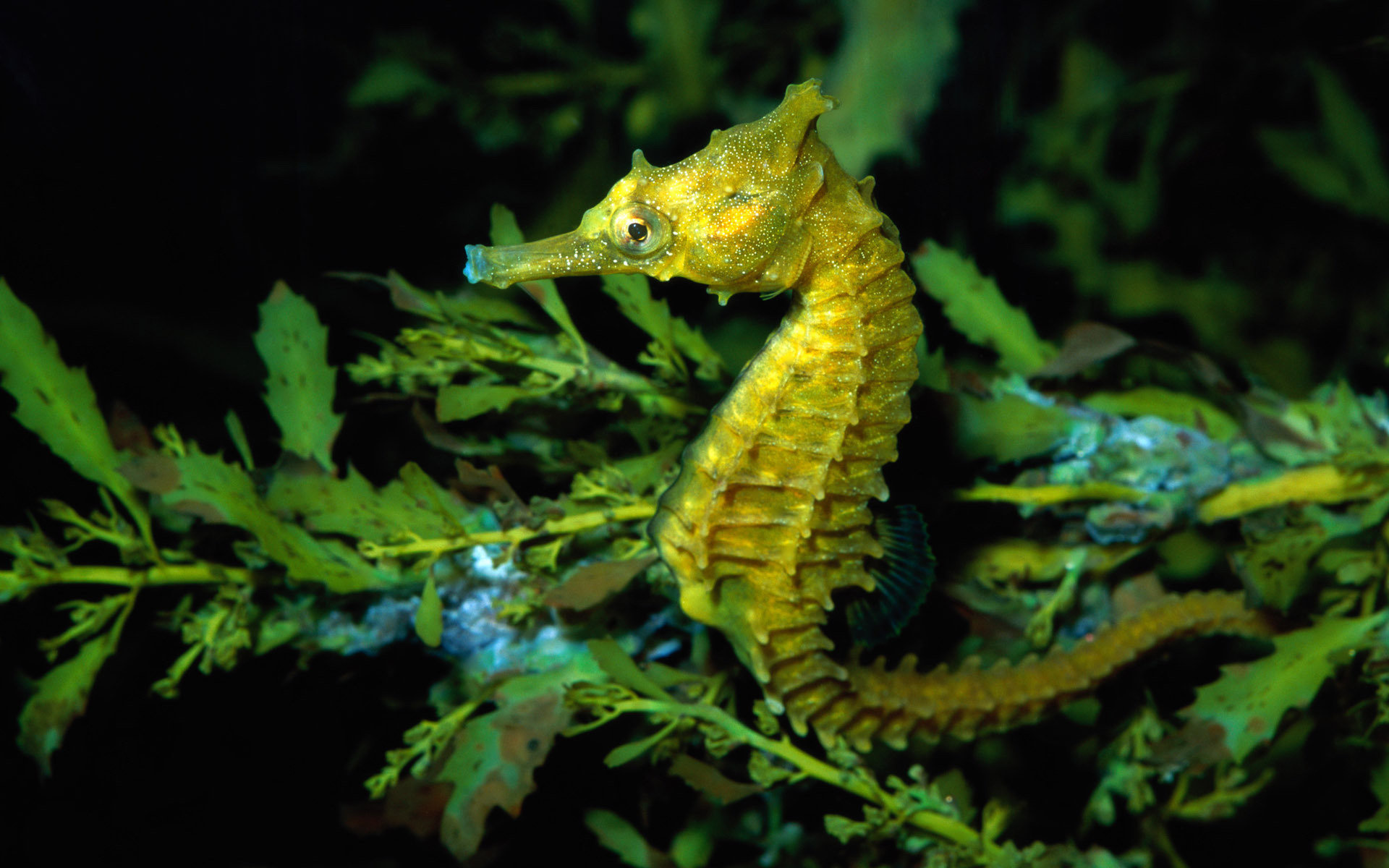 The Knysna, Seahorses Wallpaper, 1920x1200 HD Desktop