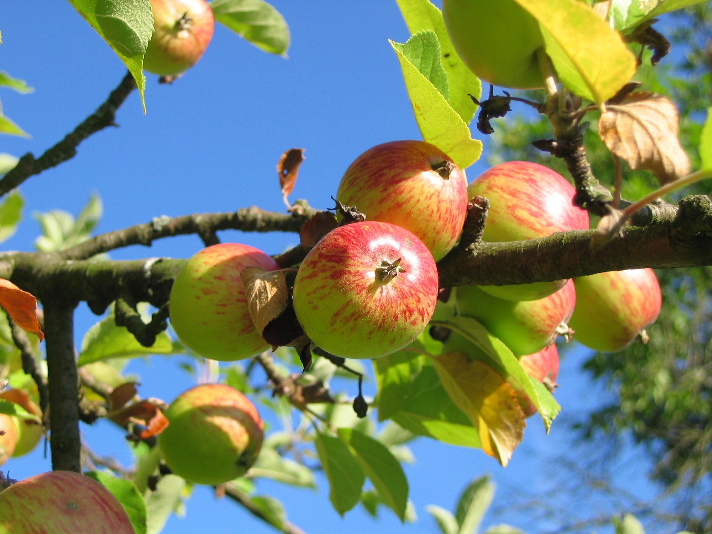 Duchess of Oldenburg, Apple Trees Wallpaper, 2280x1710 HD Desktop