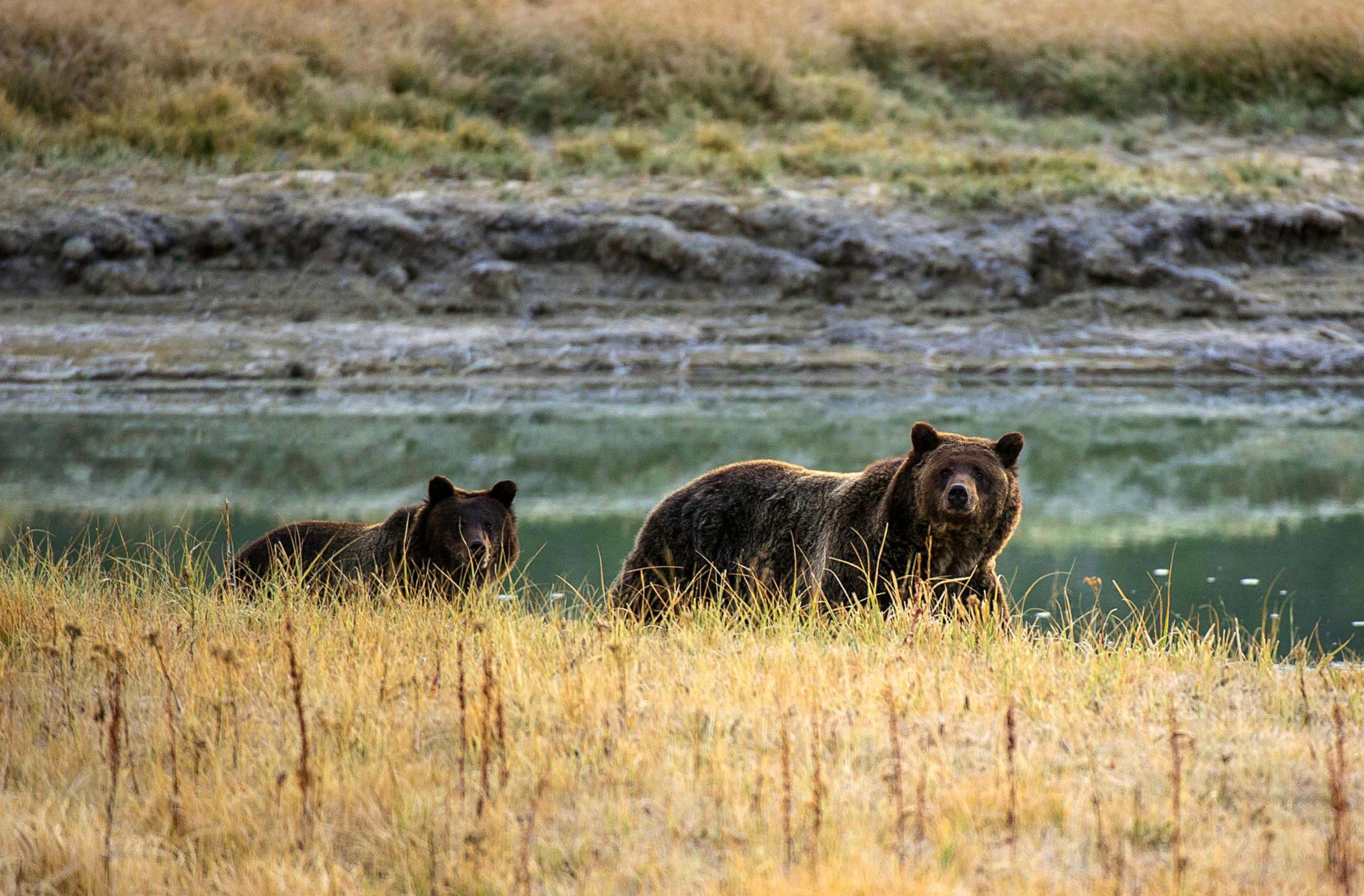 Yellowstone National Park, Wide vistas, Nature's retreat, Desktop beauty, 2600x1710 HD Desktop