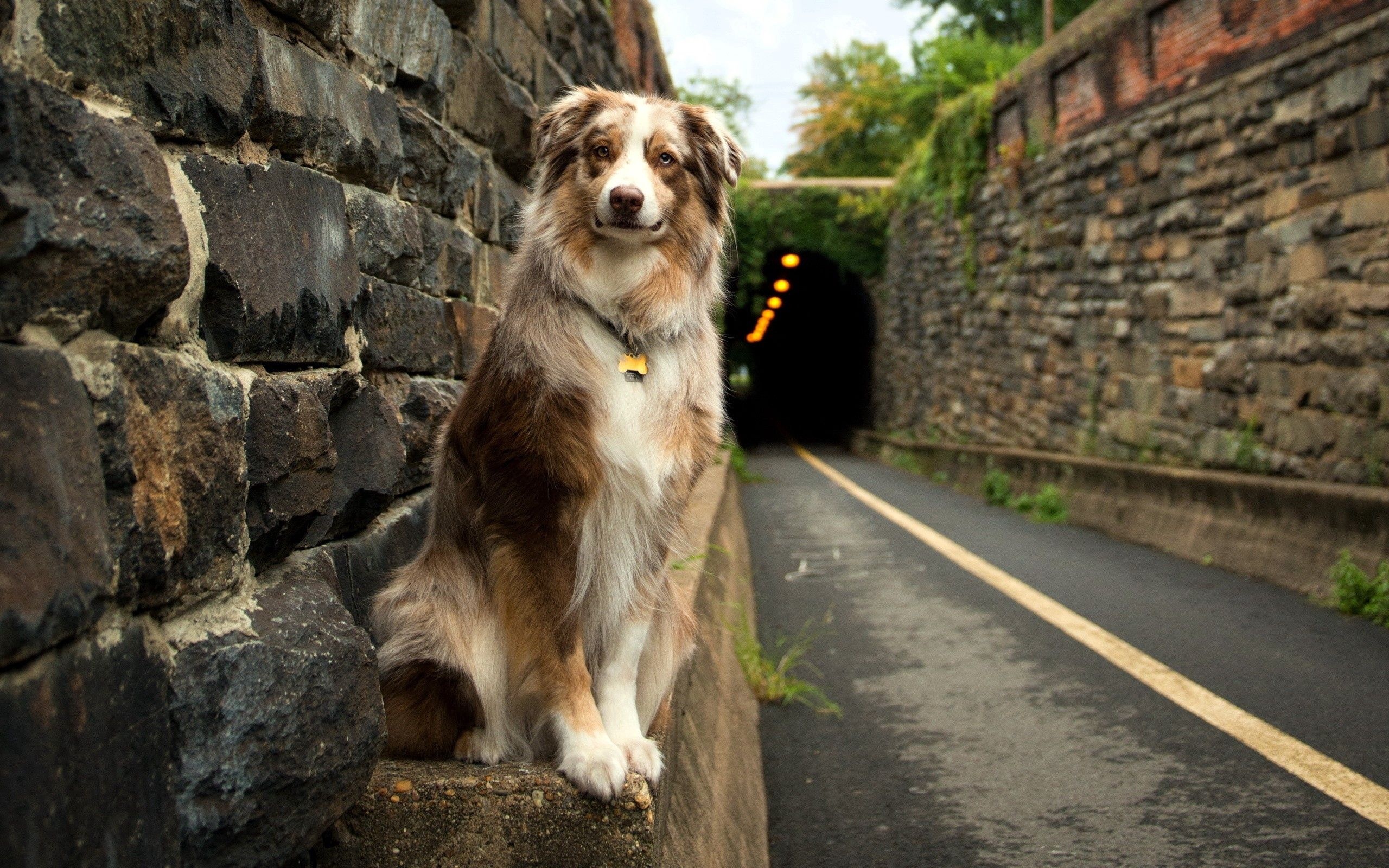 Border Collie, Animals, Download, Images, 2560x1600 HD Desktop