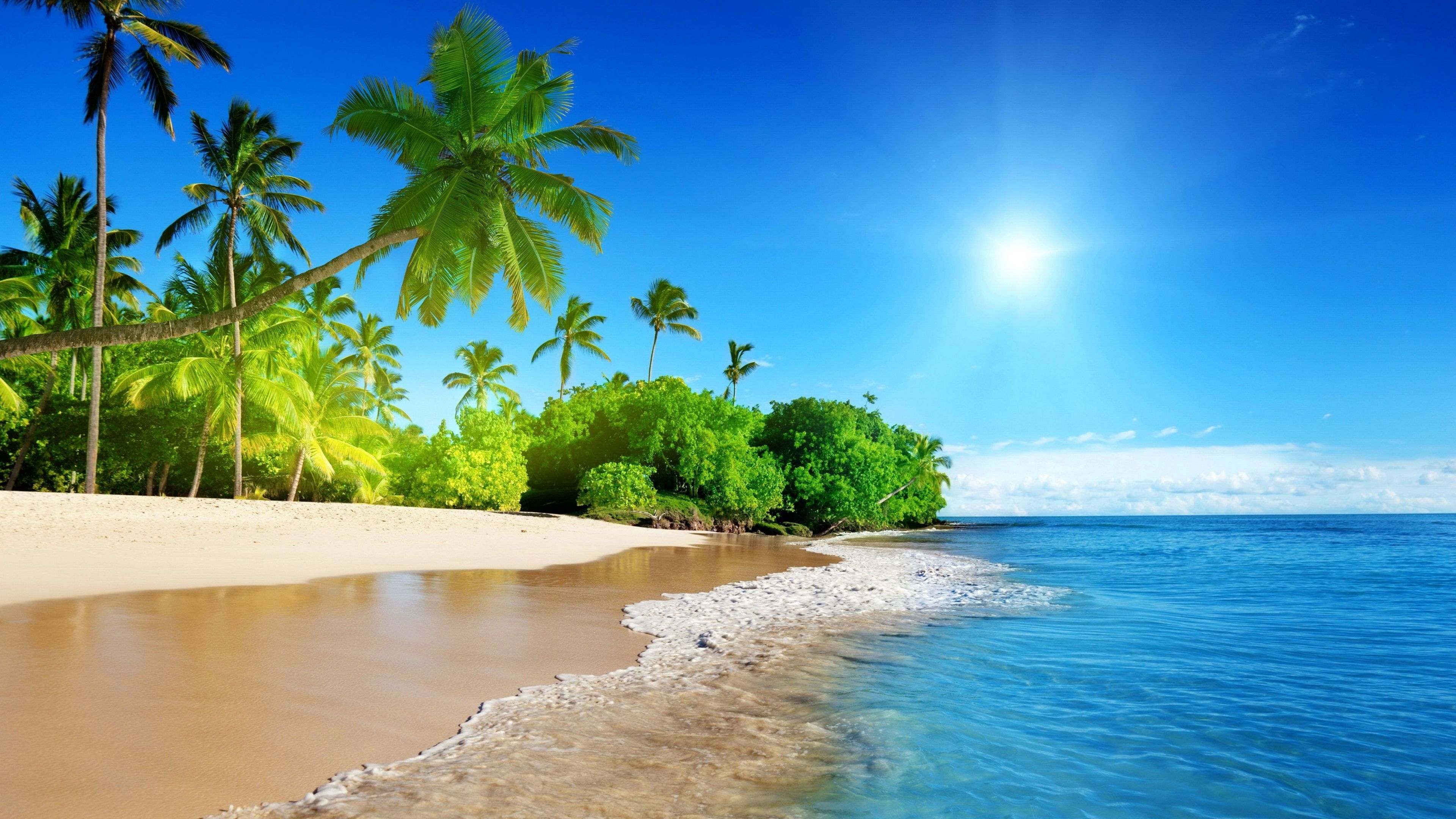 leaning coconut palm trees, tropical sandy beach shoreline, bright midday ocean sun, 4K Desktop wallpaper