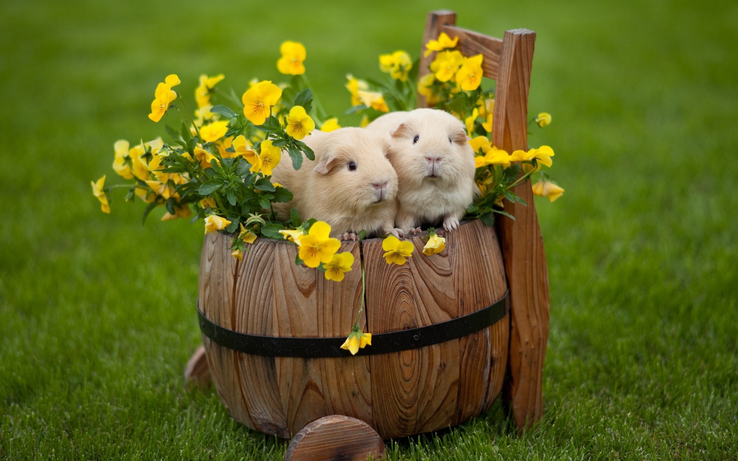 Couple, Guinea Pigs Wallpaper, 2560x1600 HD Desktop