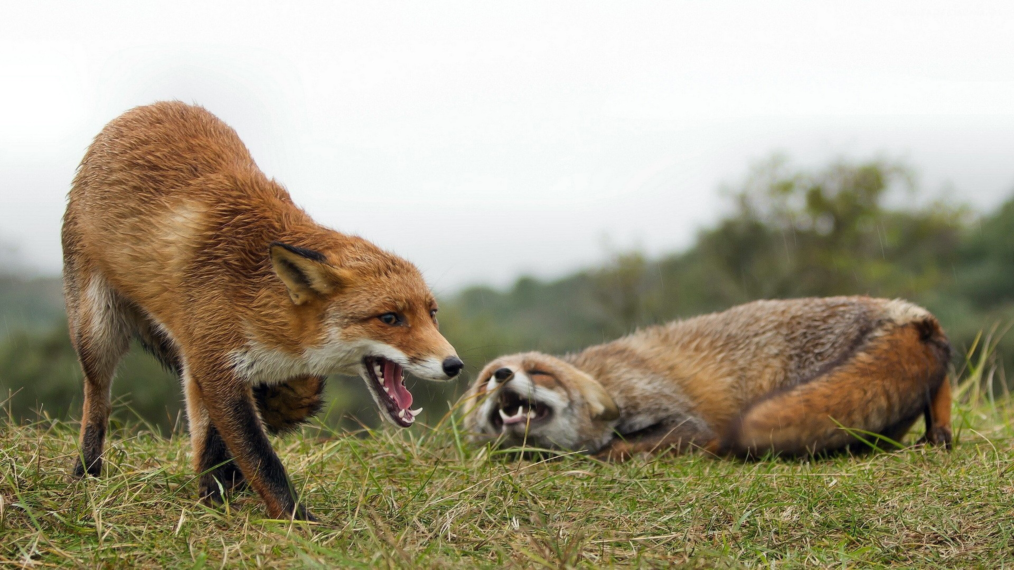 Couple, Foxes Wallpaper, 3840x2160 4K Desktop