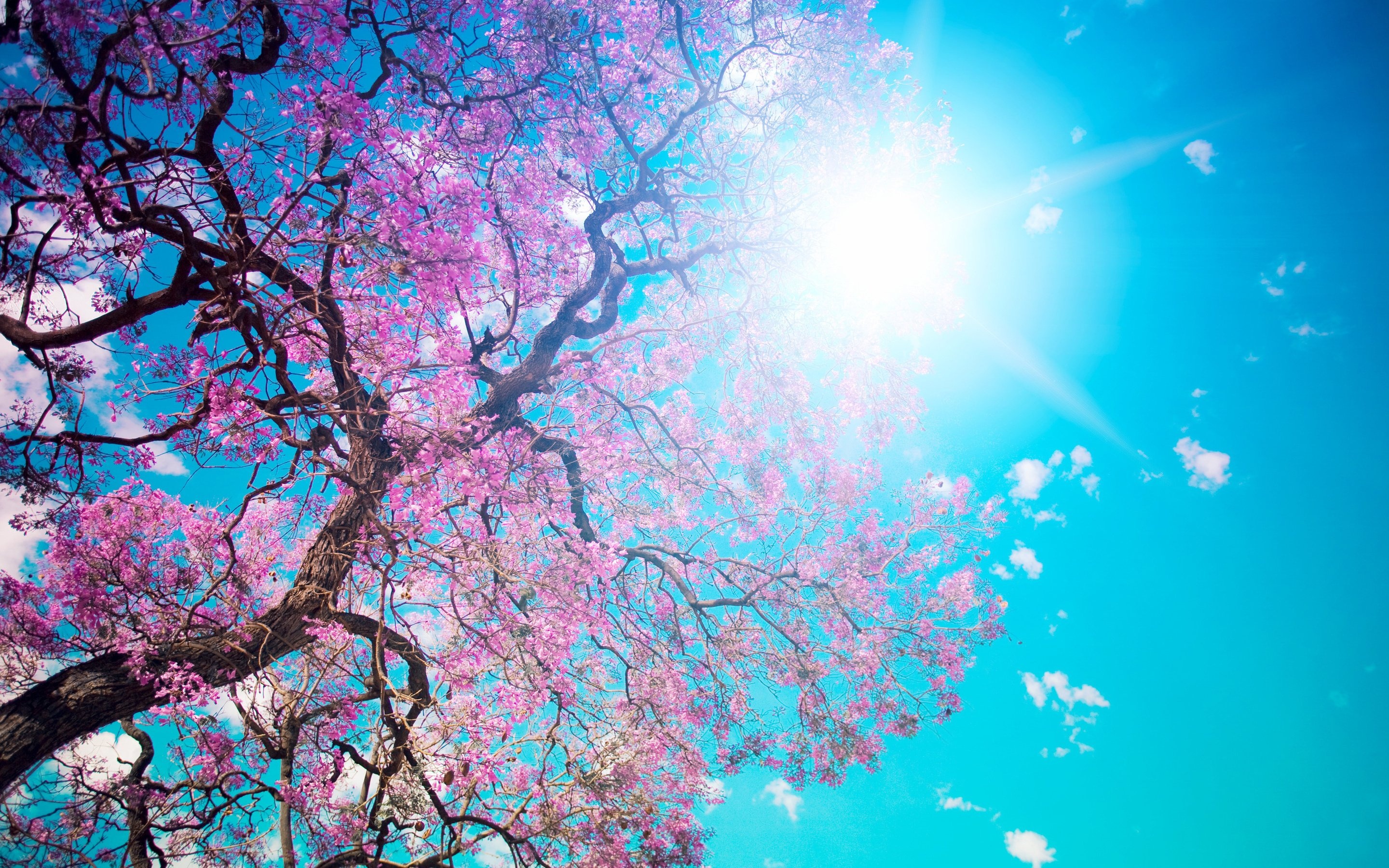 Pink trumpet tree canopy, Bright sunburst lens flare, Clear cyan blue sky, HD Desktop wallpaper