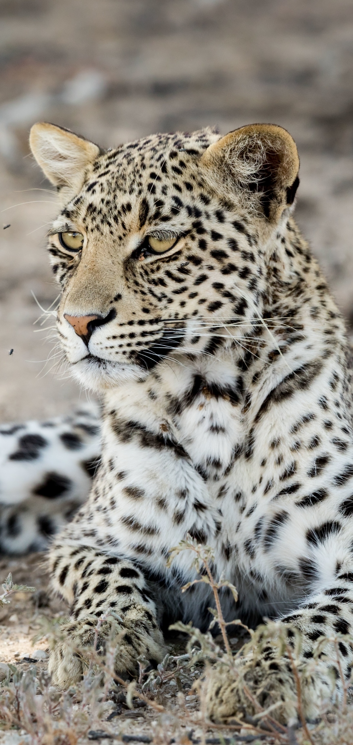 Animal leopard, Magnificent creature, 1440x3040 HD Phone