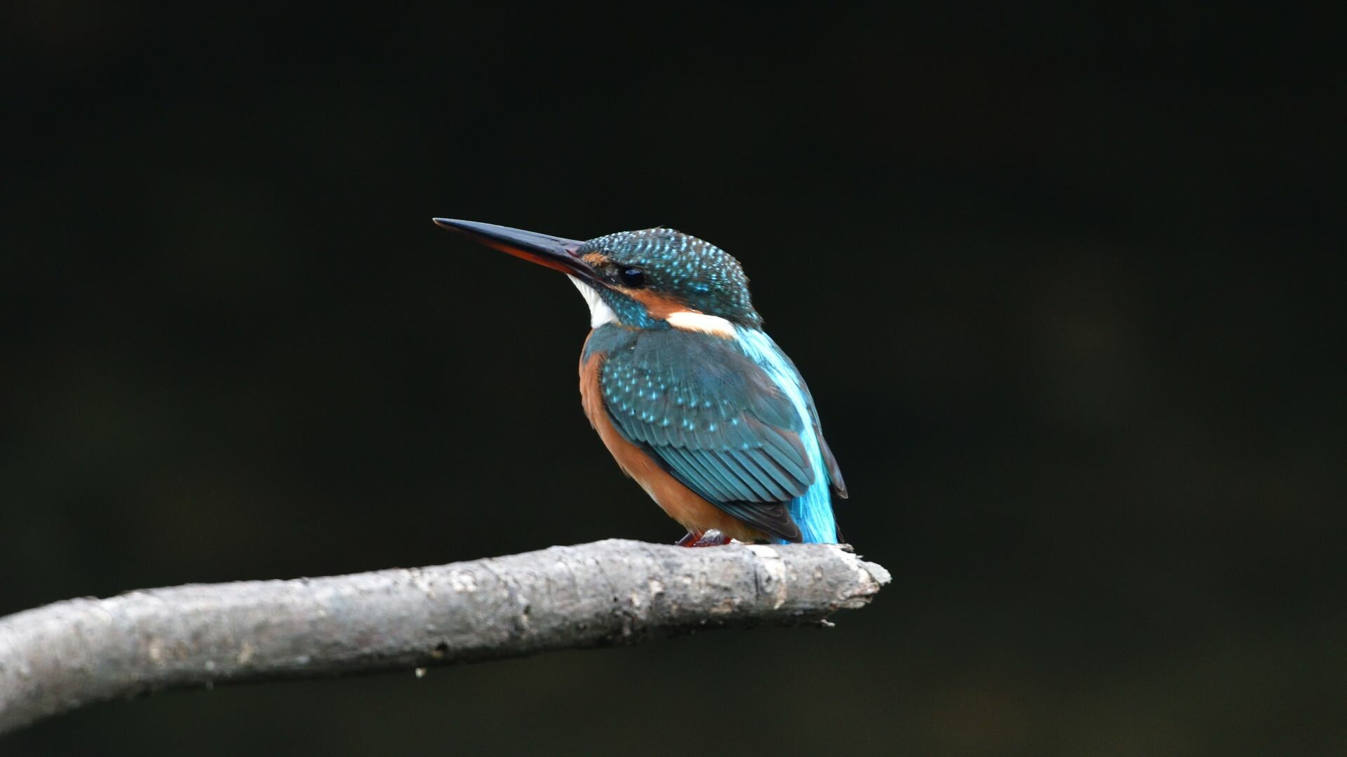 Kingfisher bird, Beautiful small bird, High definition wallpaper, Captivating beauty, 1920x1080 Full HD Desktop