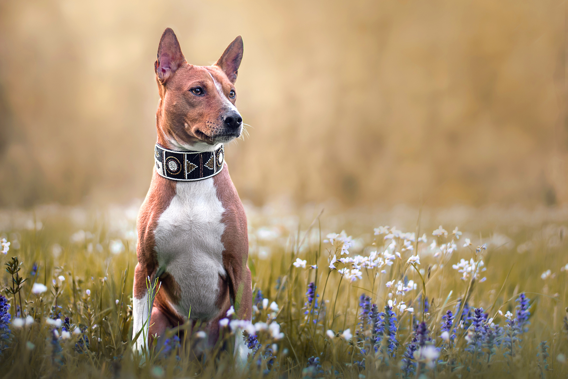 Basenji dog, Dog breed intro, Unique traits, Origin exploration, 1960x1310 HD Desktop