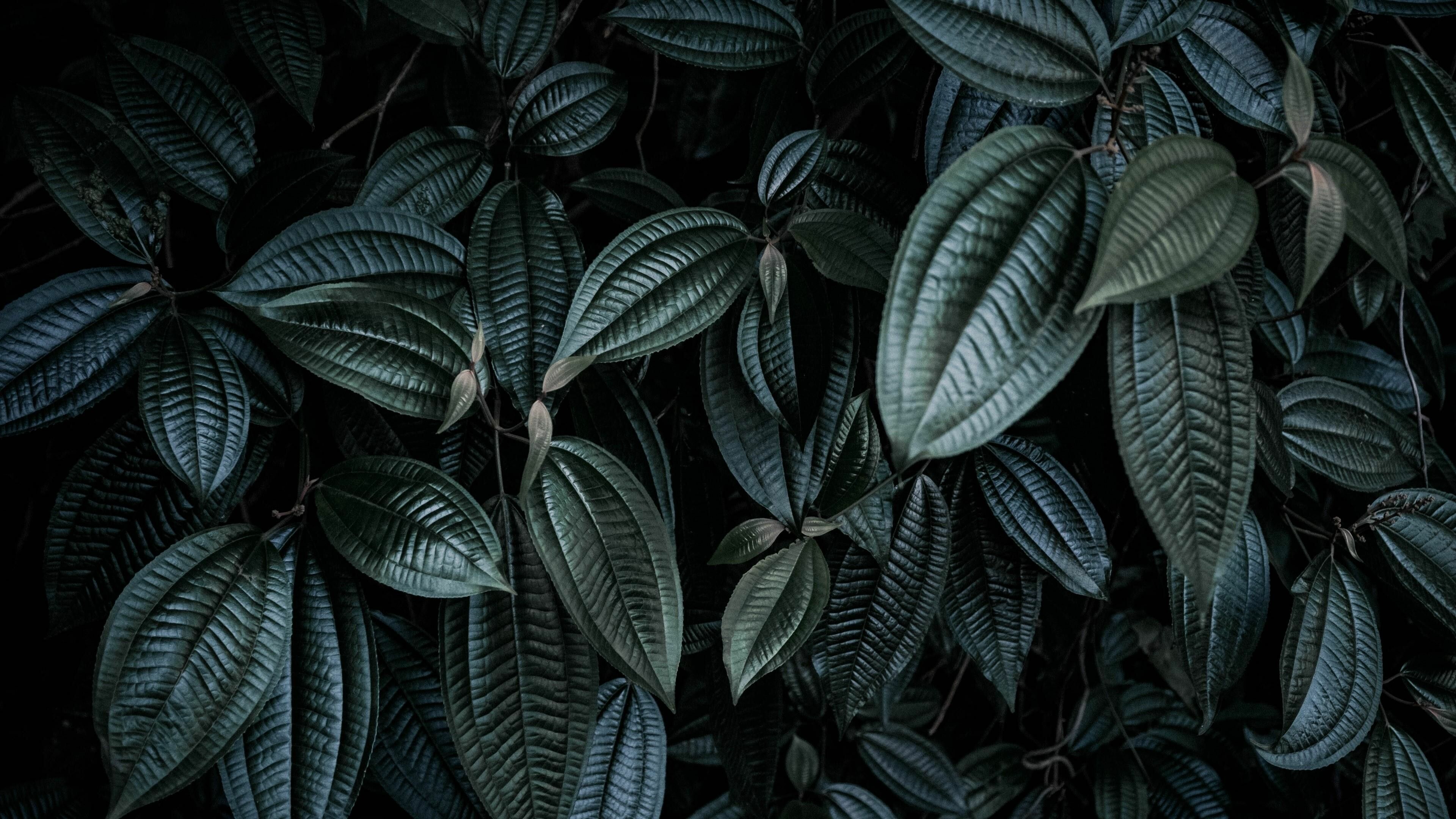 Leaf patterns, Natural textures, Organic designs, Botanical wallpapers, 3840x2160 4K Desktop